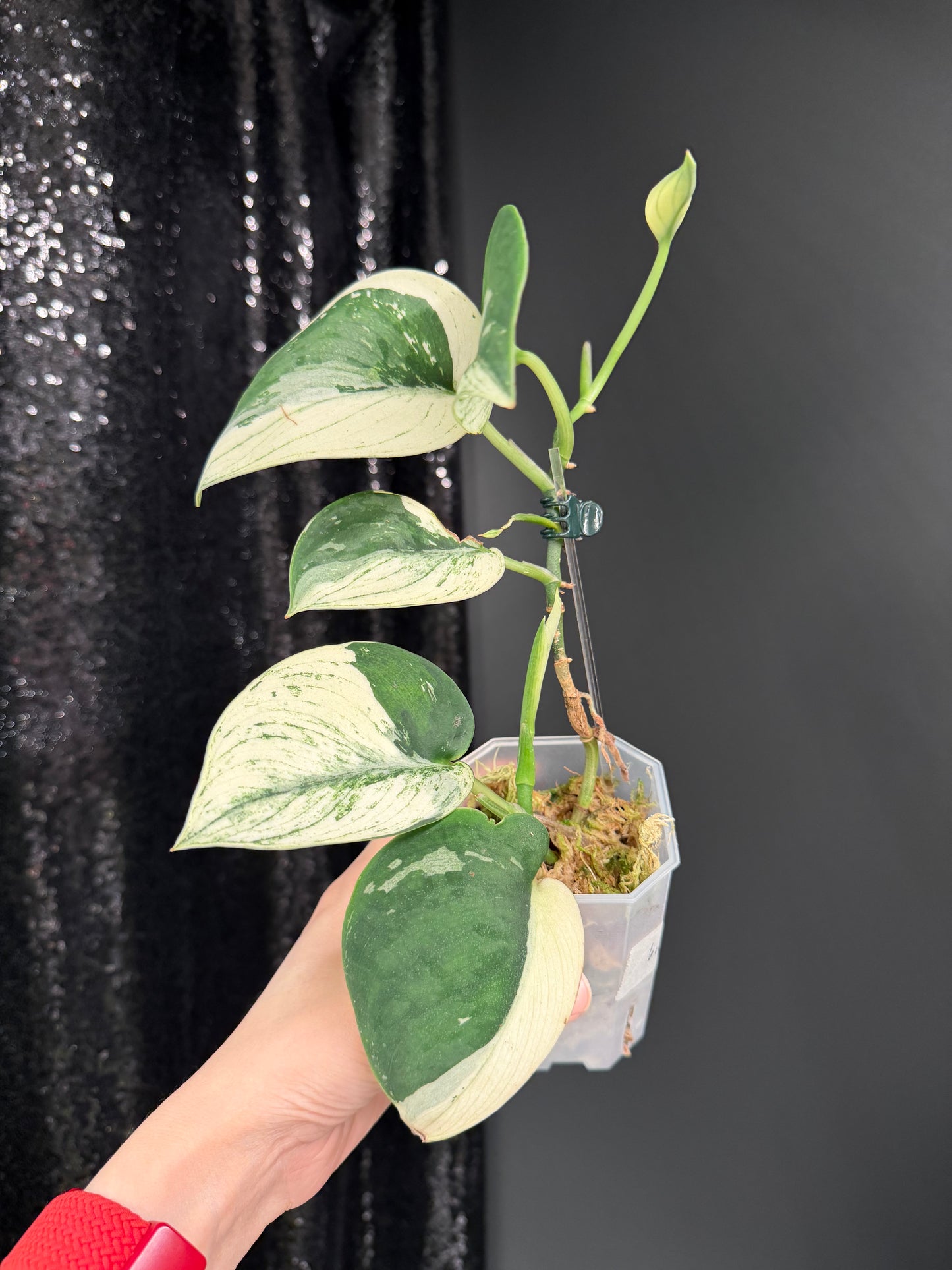 Scindapsus Bunaken Variegated, Exact Plant