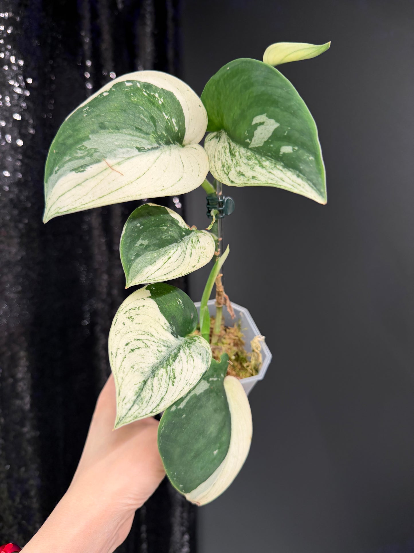 Scindapsus Bunaken Variegated, Exact Plant