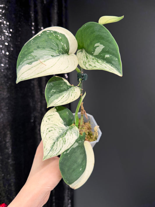 Scindapsus Bunaken Variegated, Exact Plant