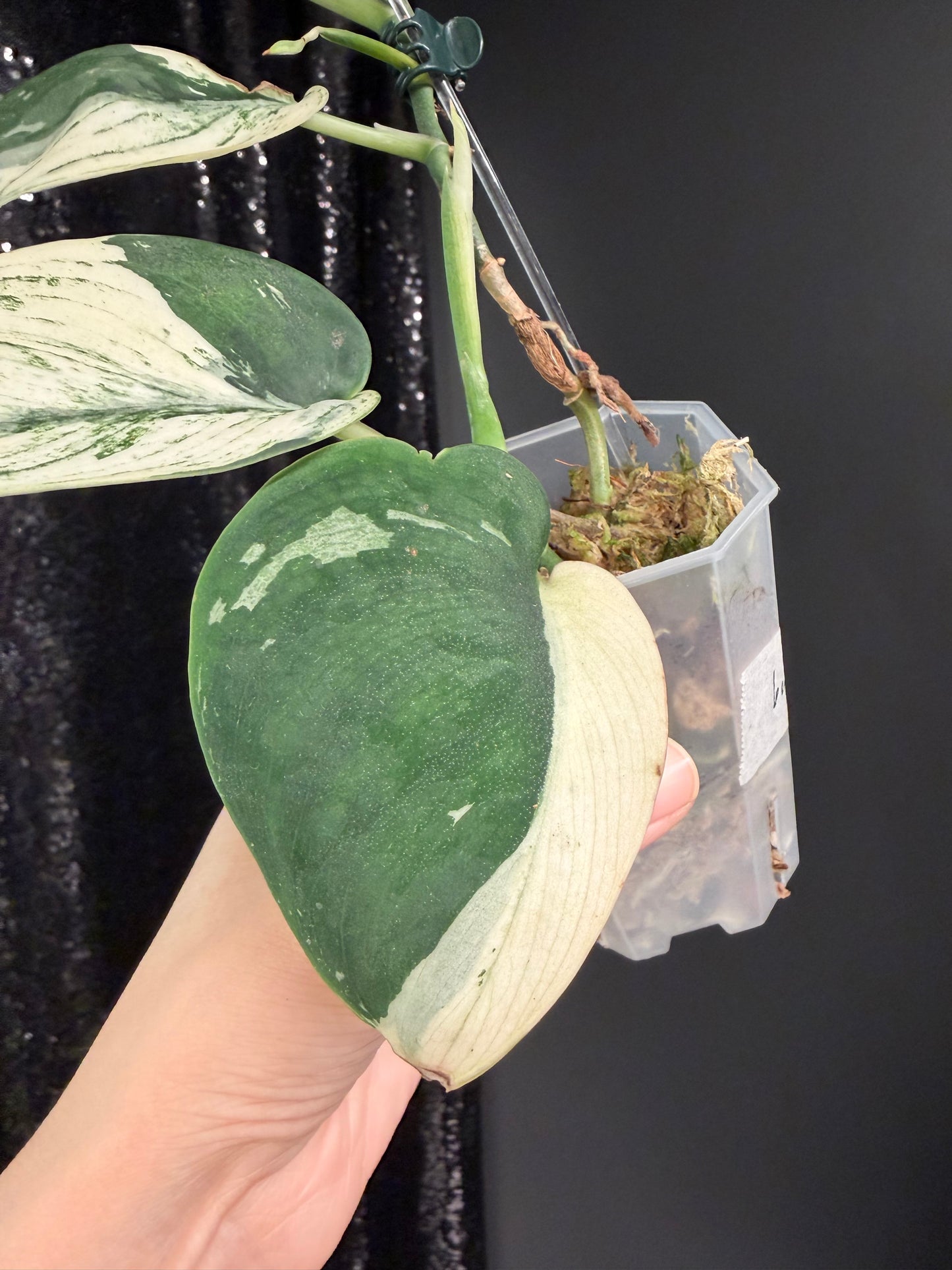 Scindapsus Bunaken Variegated, Exact Plant