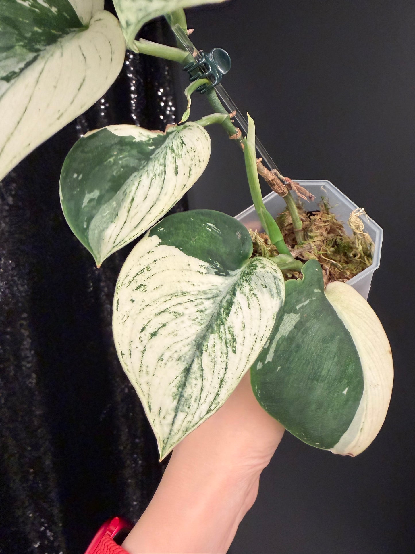 Scindapsus Bunaken Variegated, Exact Plant