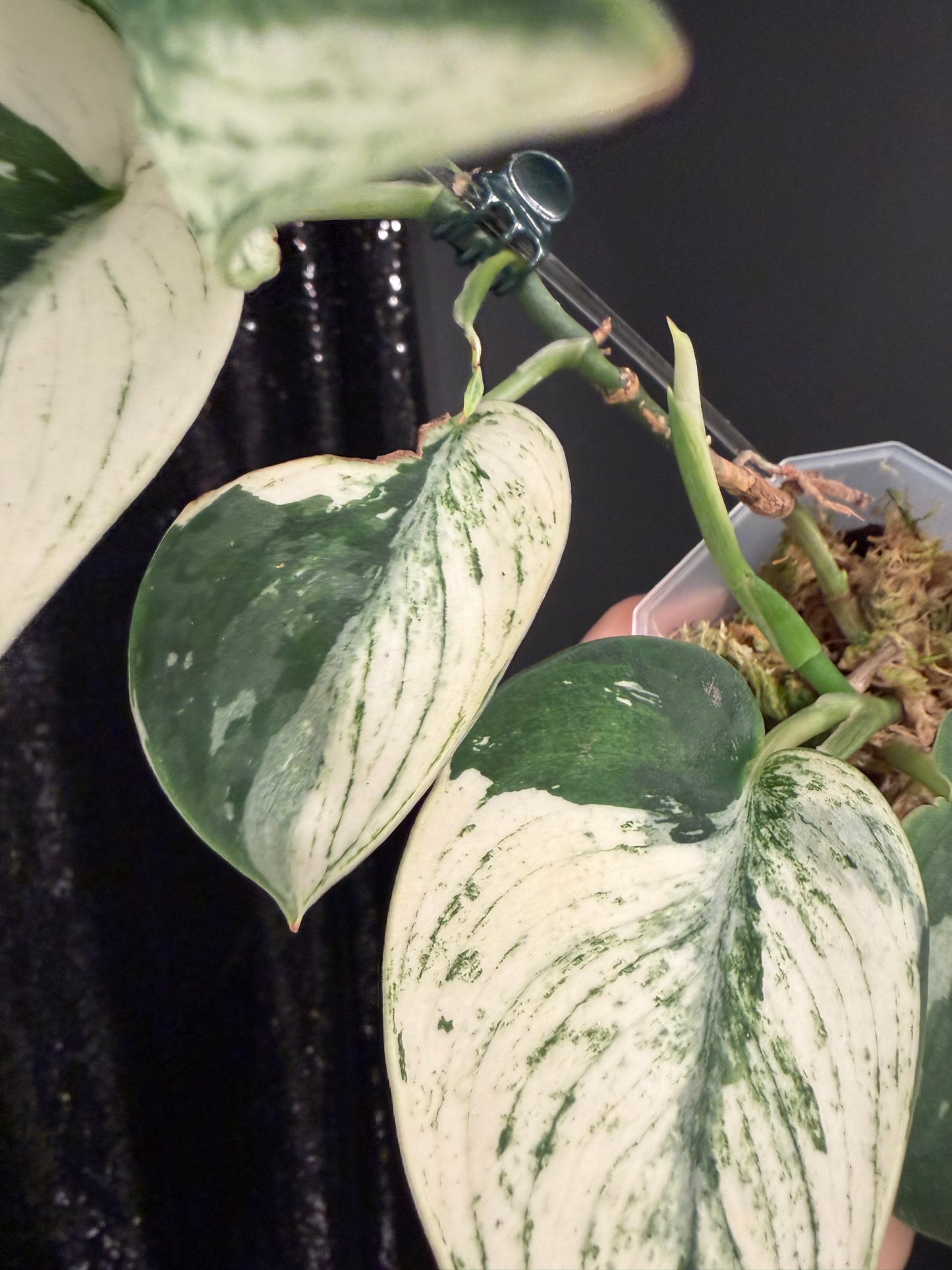 Scindapsus Bunaken Variegated, Exact Plant