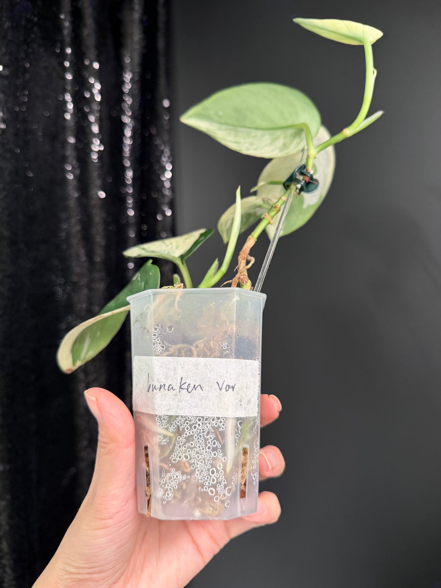 Scindapsus Bunaken Variegated, Exact Plant