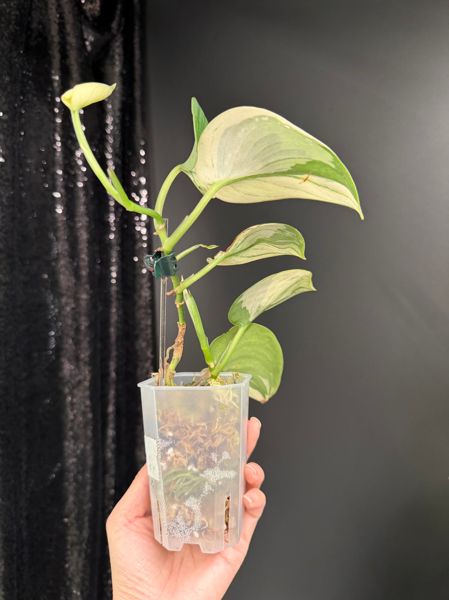 Scindapsus Bunaken Variegated, Exact Plant