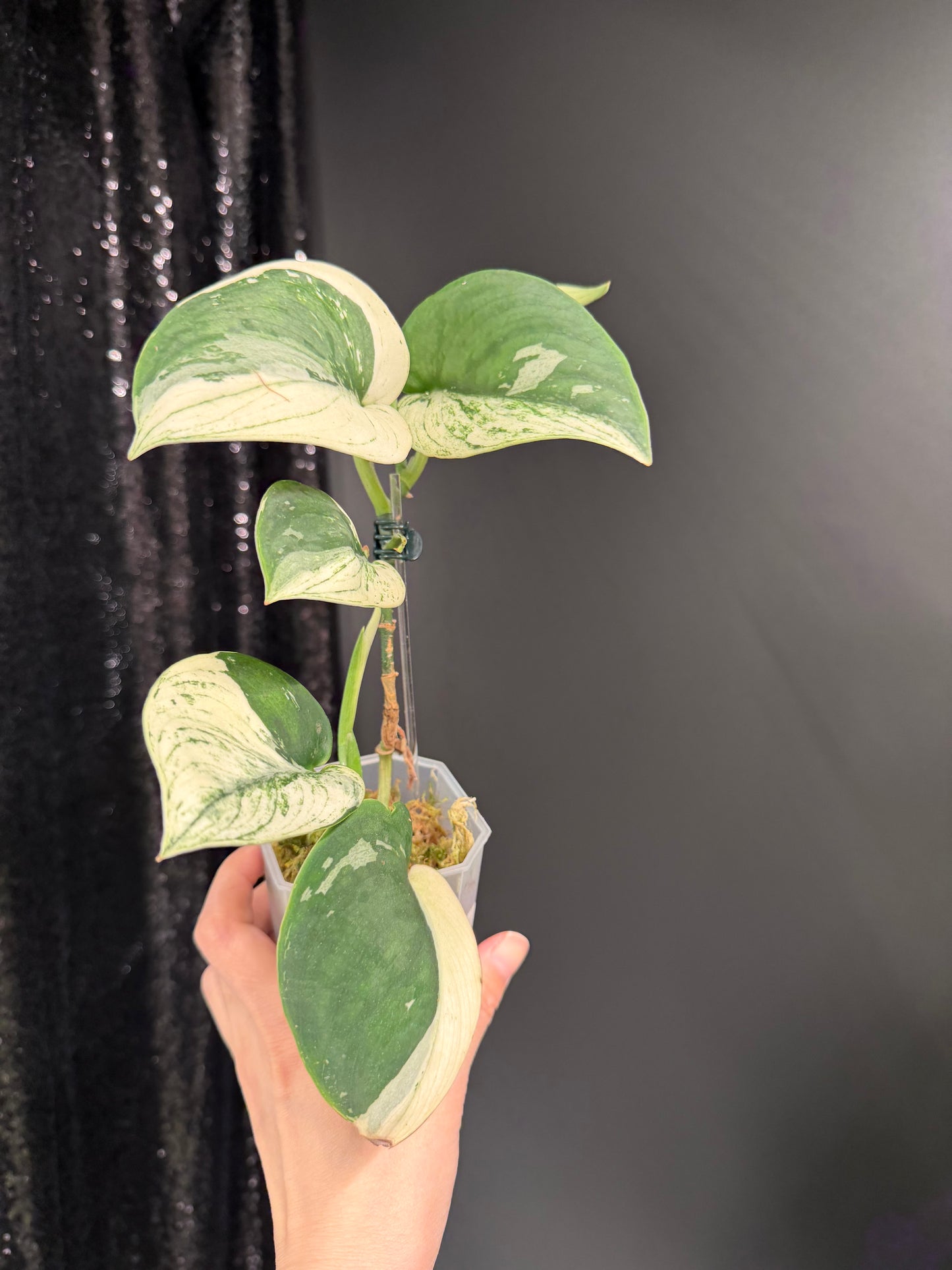 Scindapsus Bunaken Variegated, Exact Plant