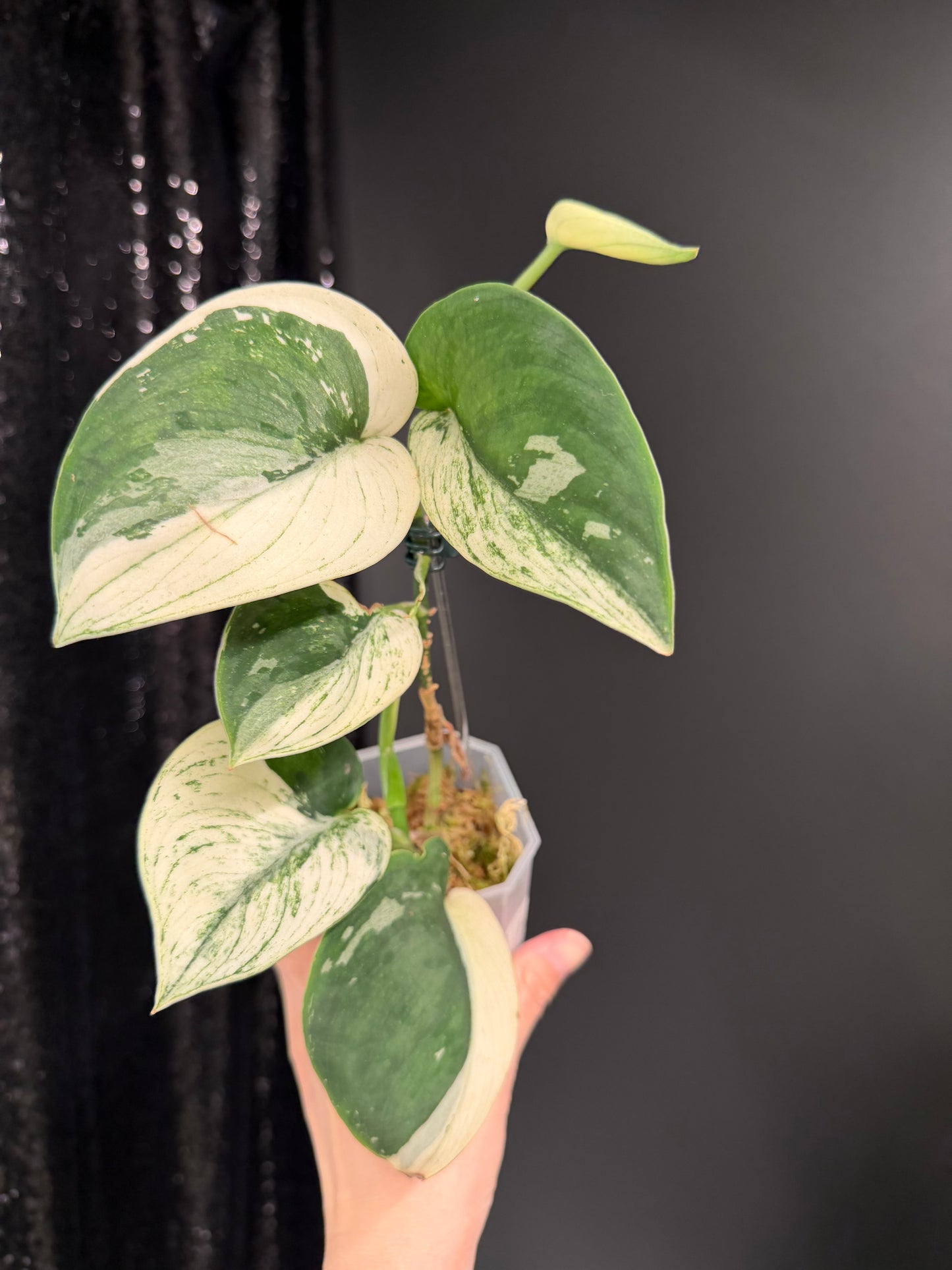 Scindapsus Bunaken Variegated, Exact Plant