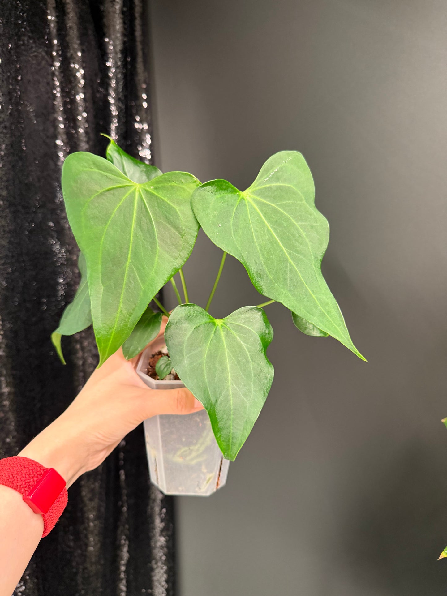 Anthurium Delta Force