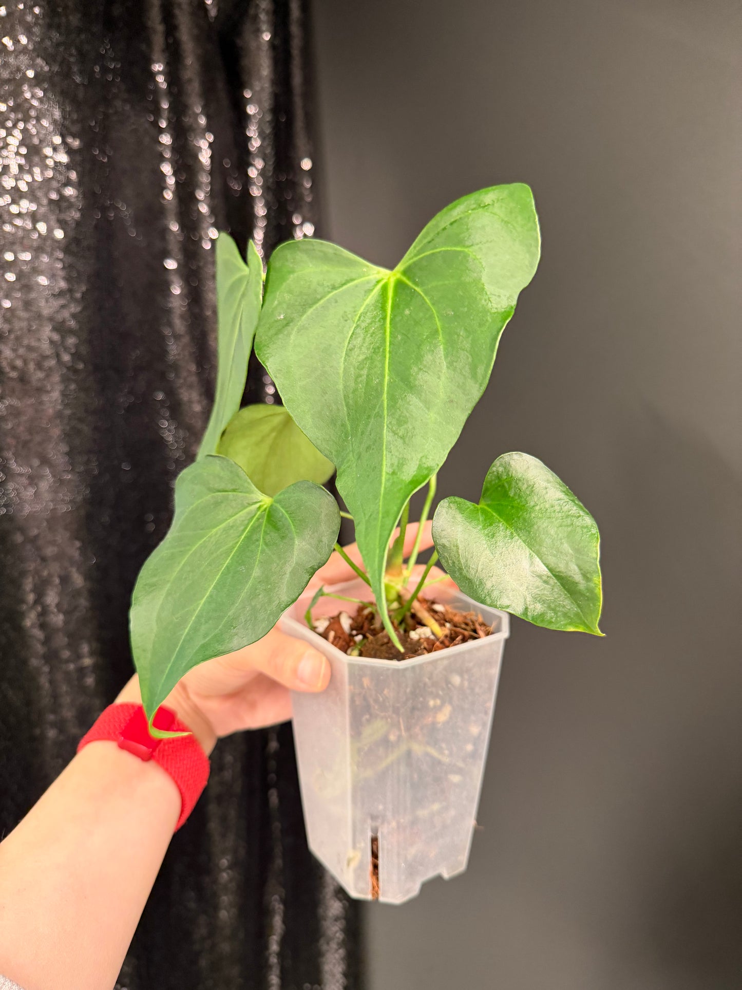 Anthurium Delta Force