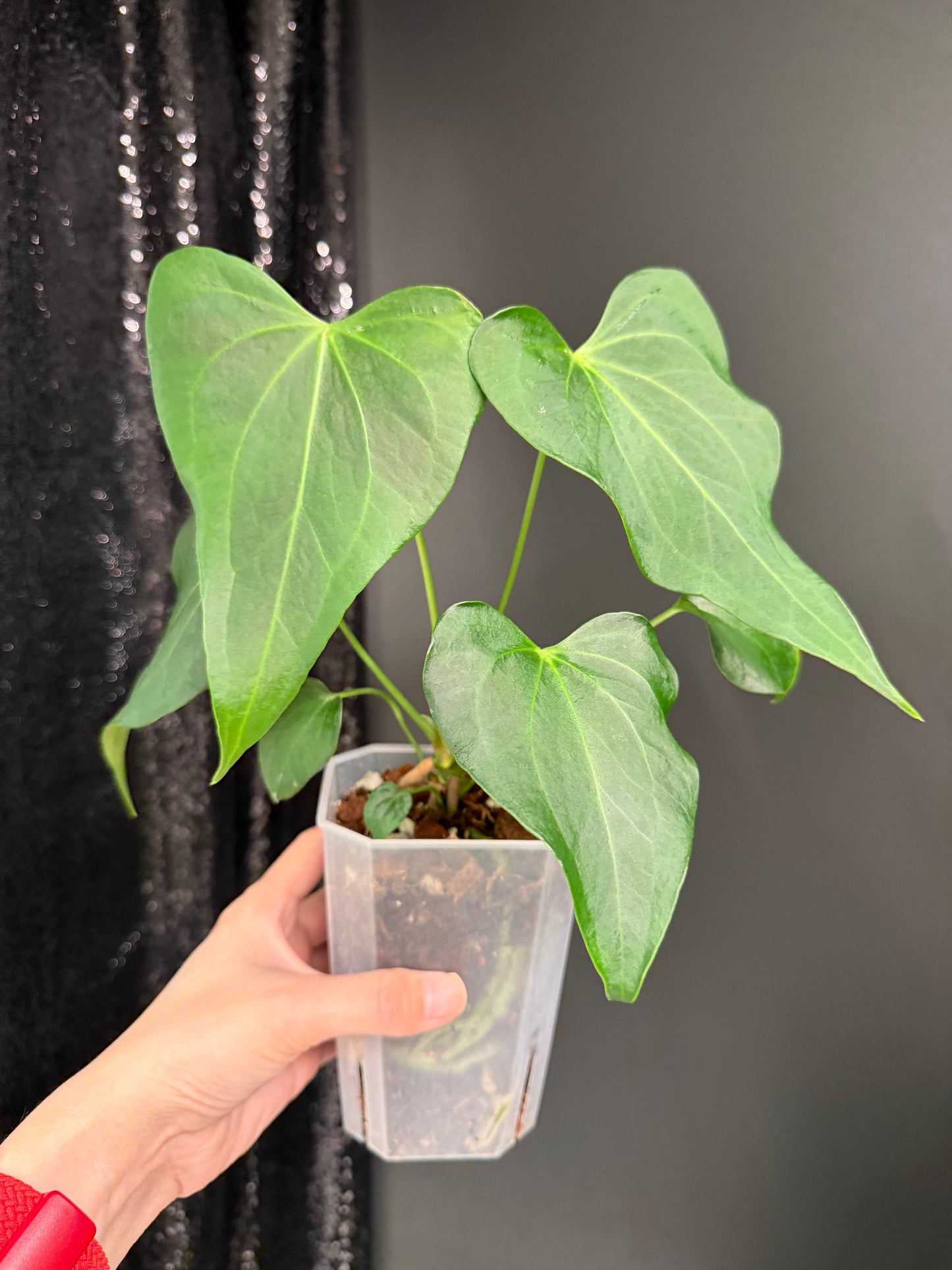 Anthurium Delta Force