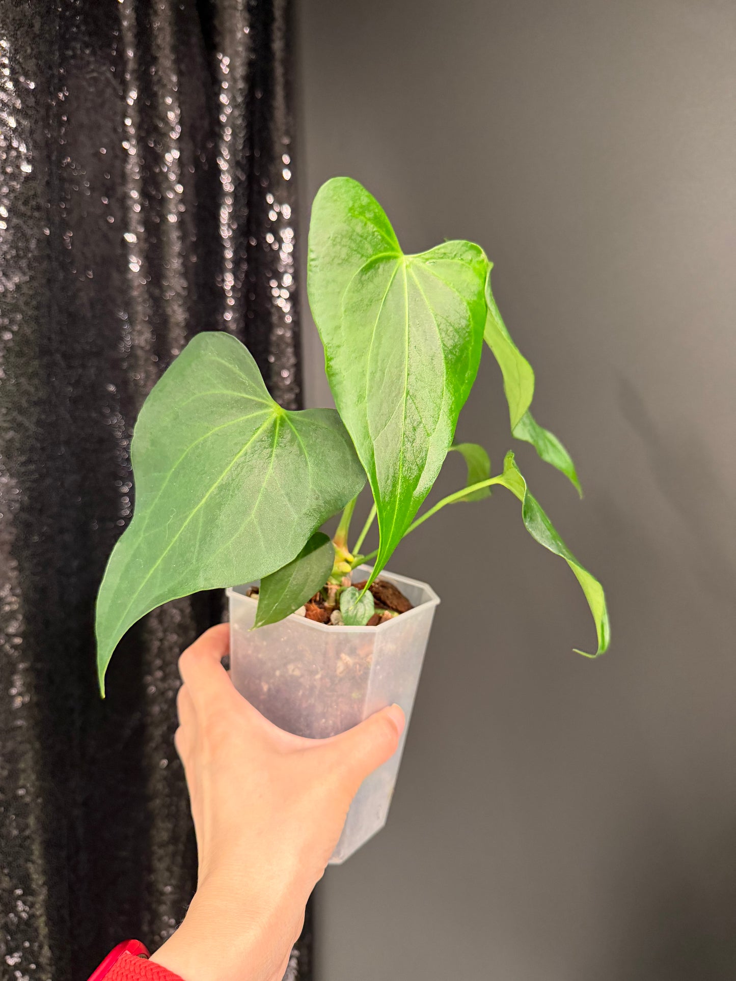 Anthurium Delta Force