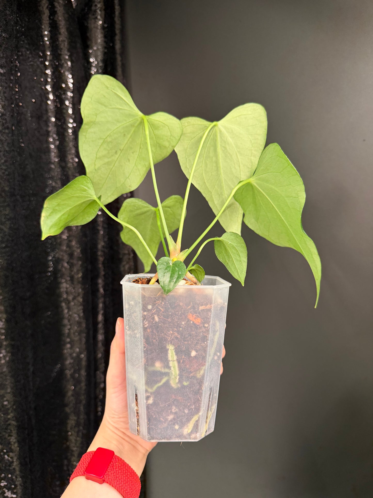 Anthurium Delta Force