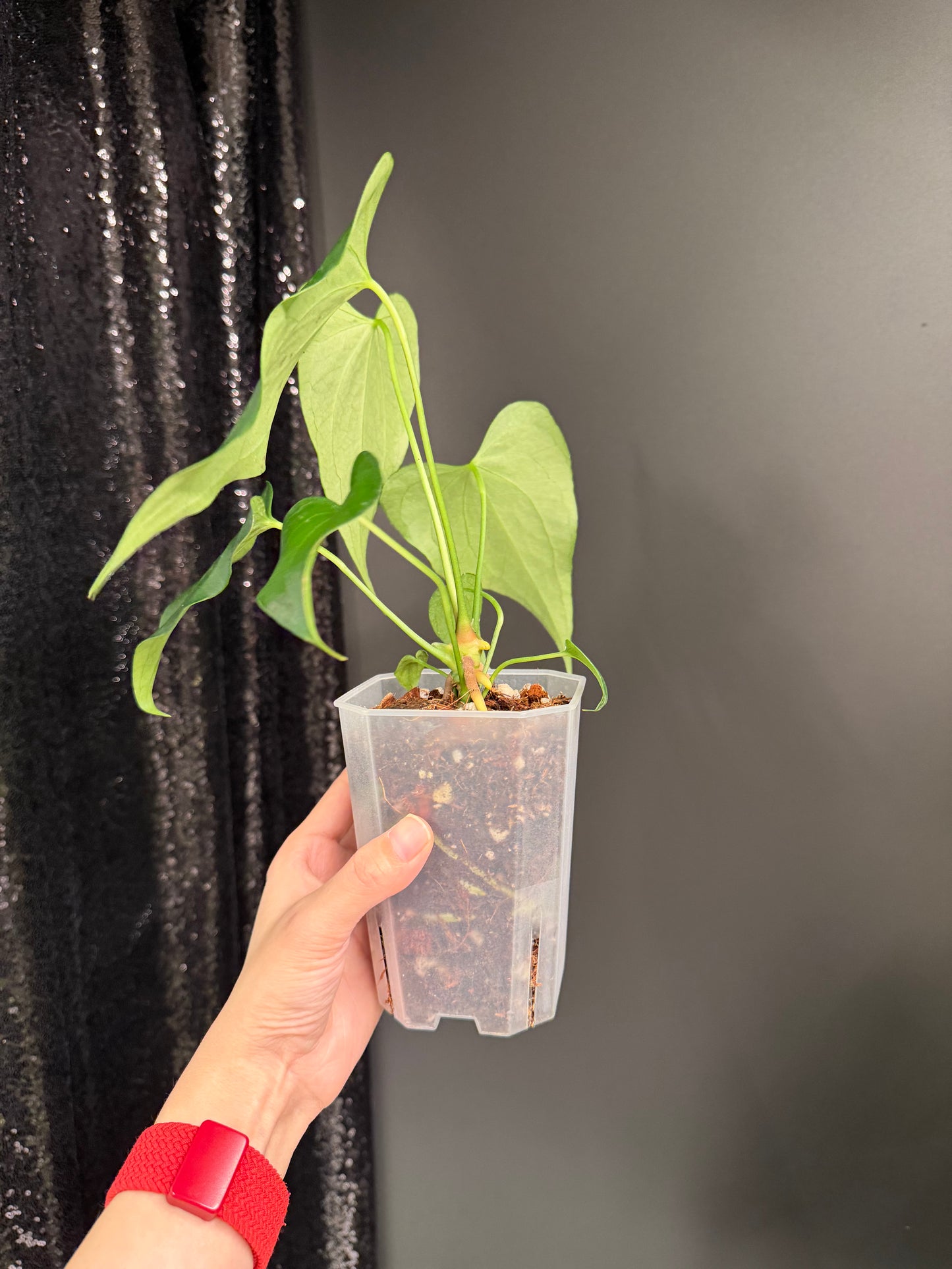 Anthurium Delta Force