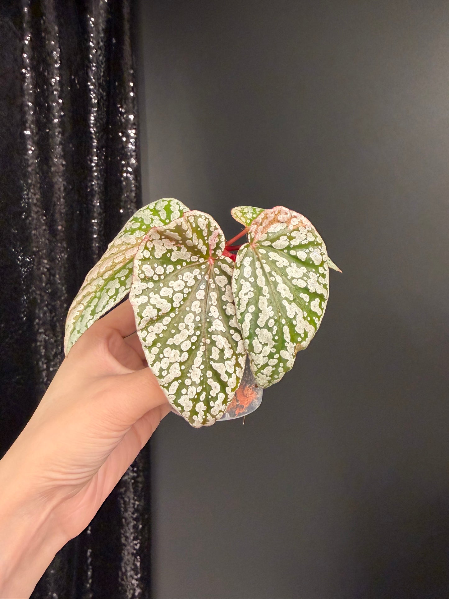 Begonia Snow Capped Variegated