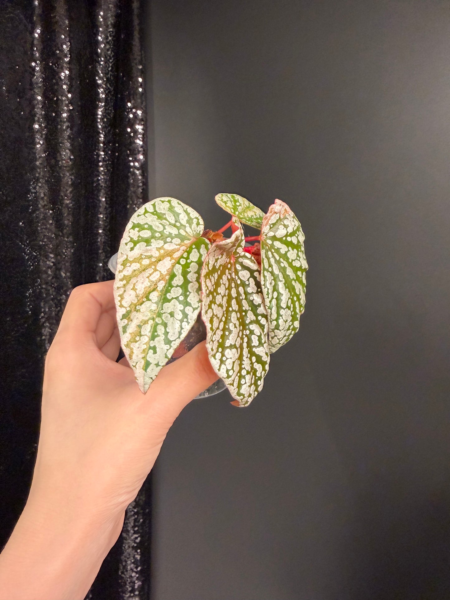 Begonia Snow Capped Variegated