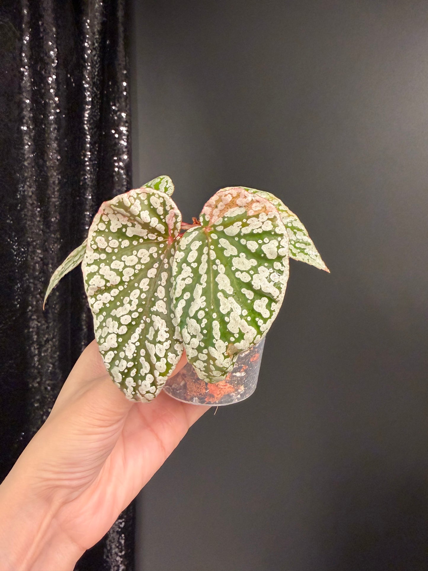 Begonia Snow Capped Variegated