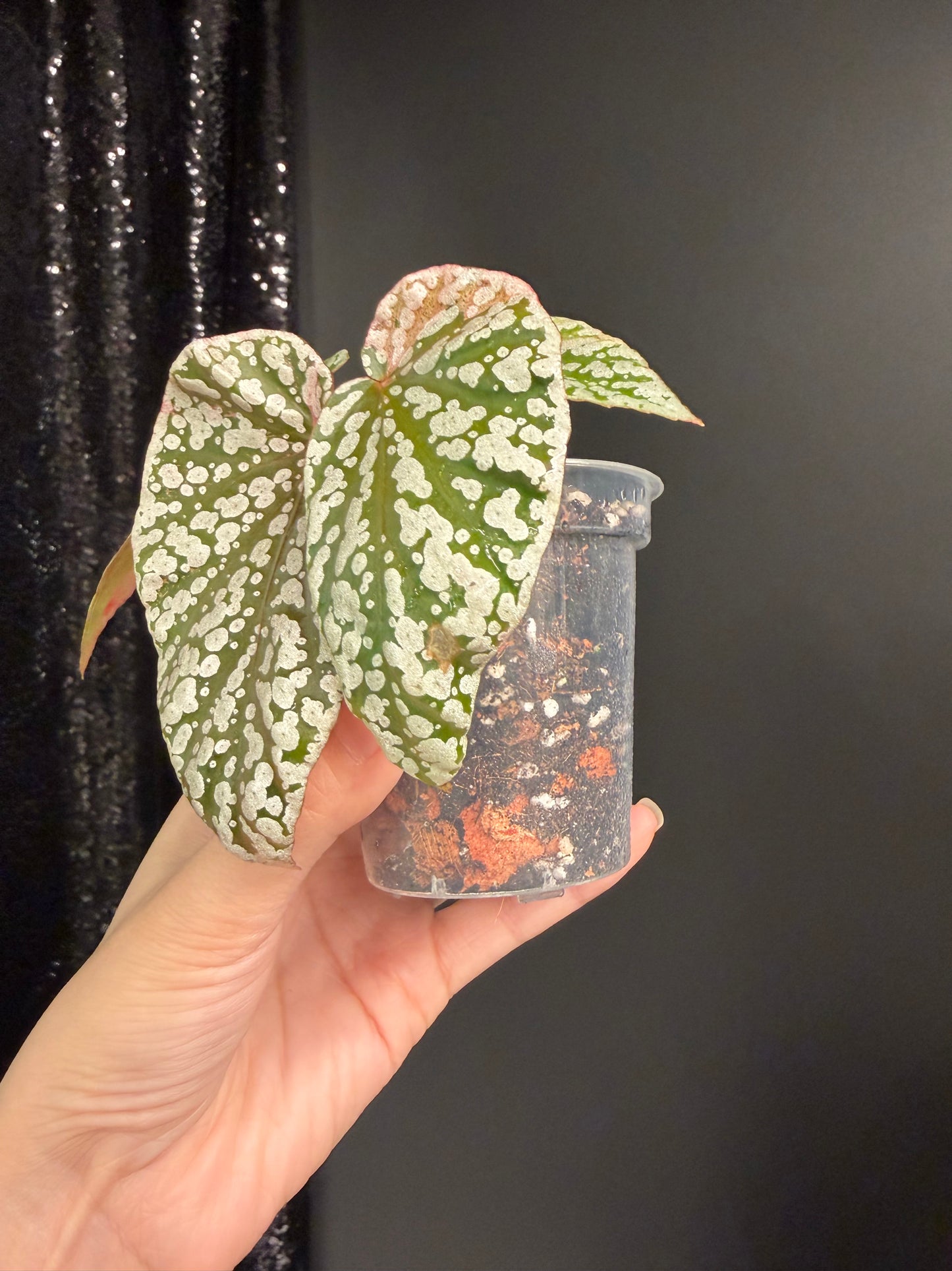Begonia Snow Capped Variegated