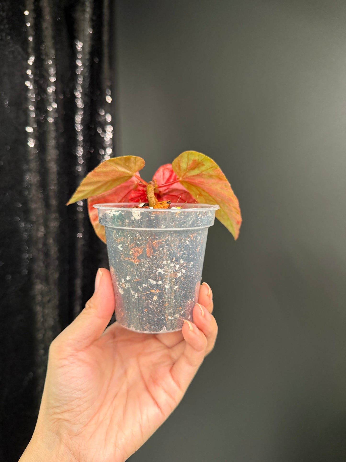 Begonia Snow Capped Variegated