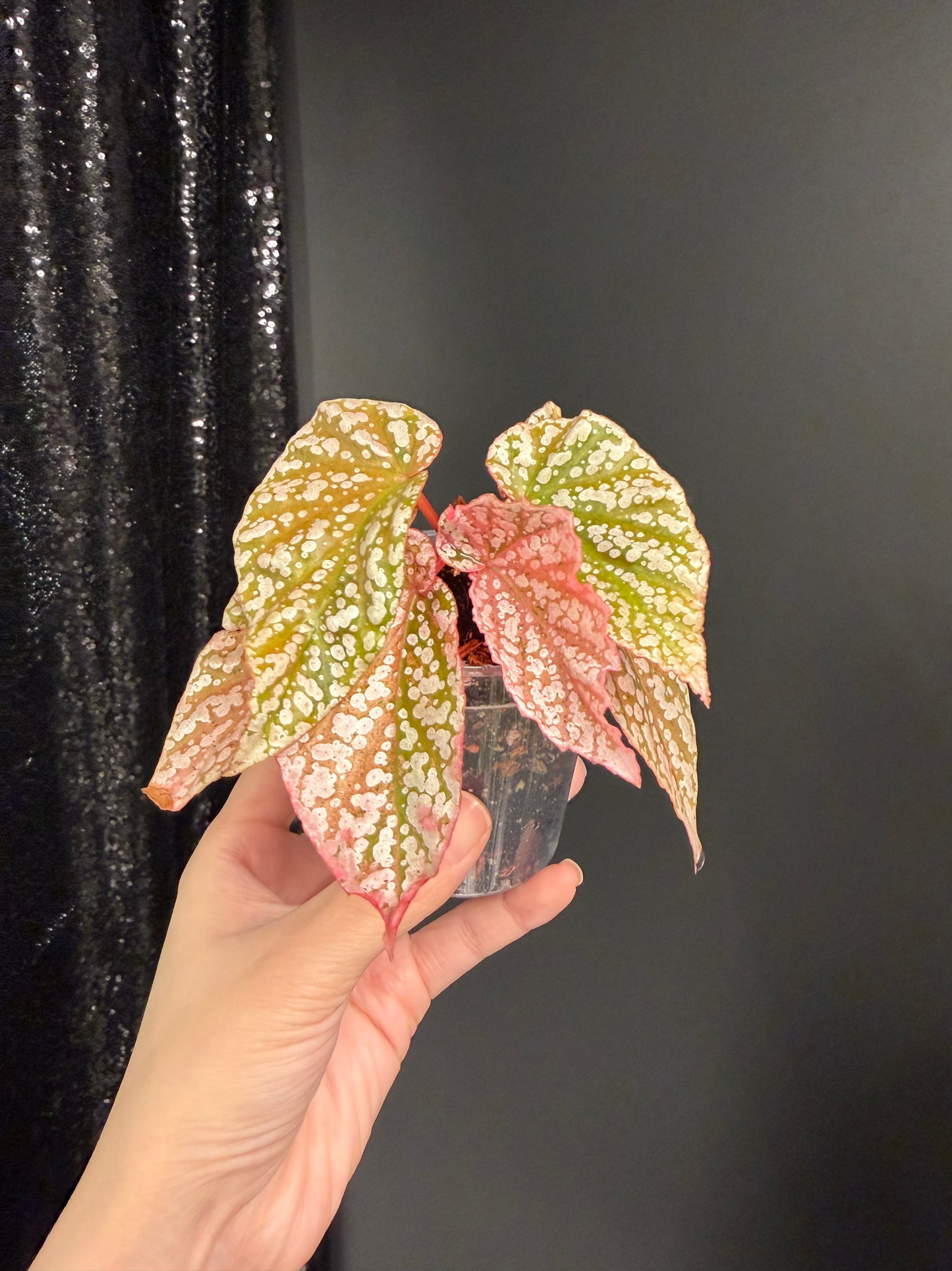 Begonia Snow Capped Variegated