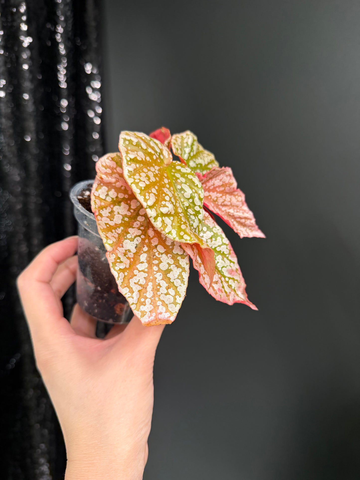 Begonia Snow Capped Variegated