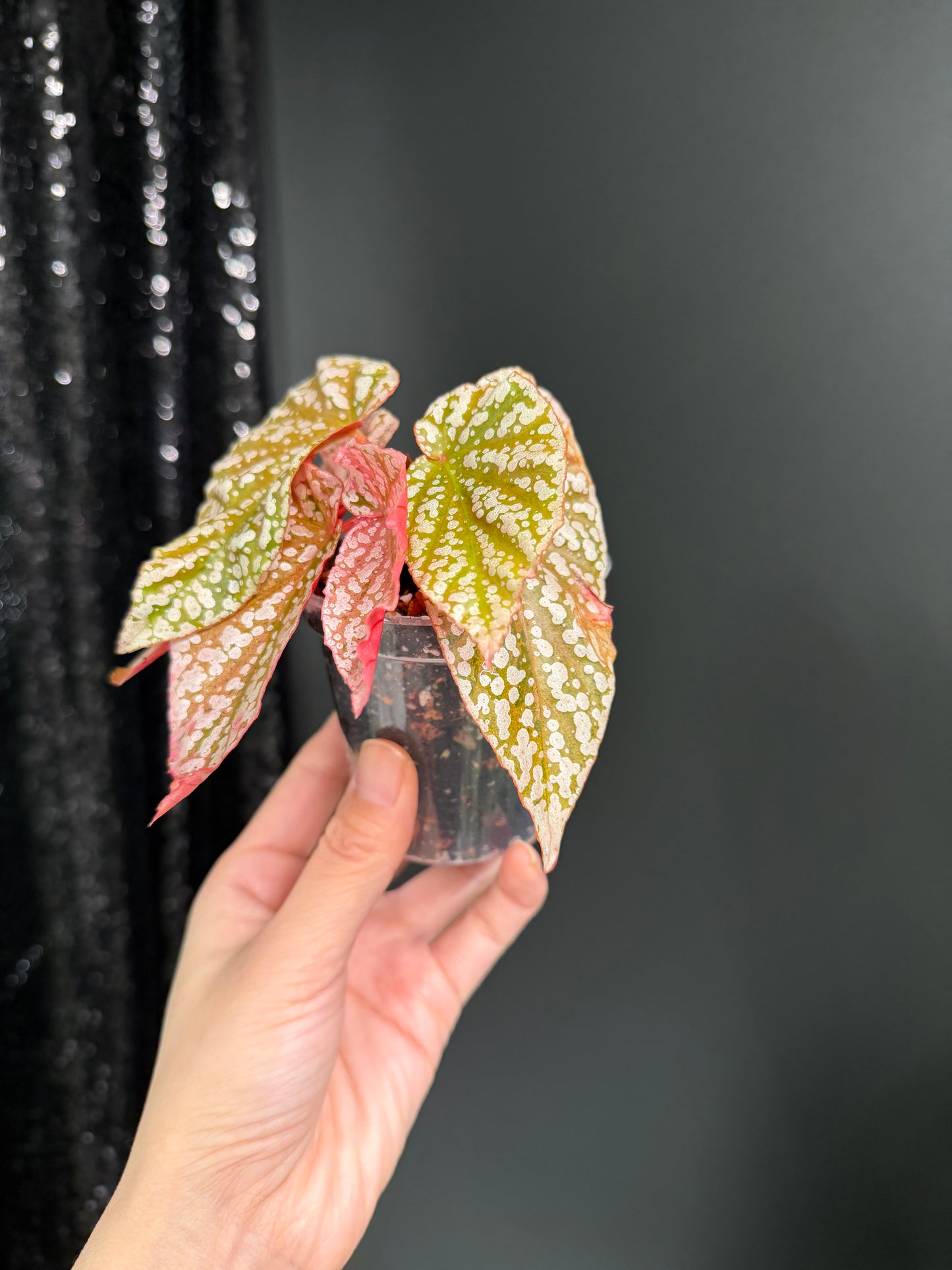 Begonia Snow Capped Variegated