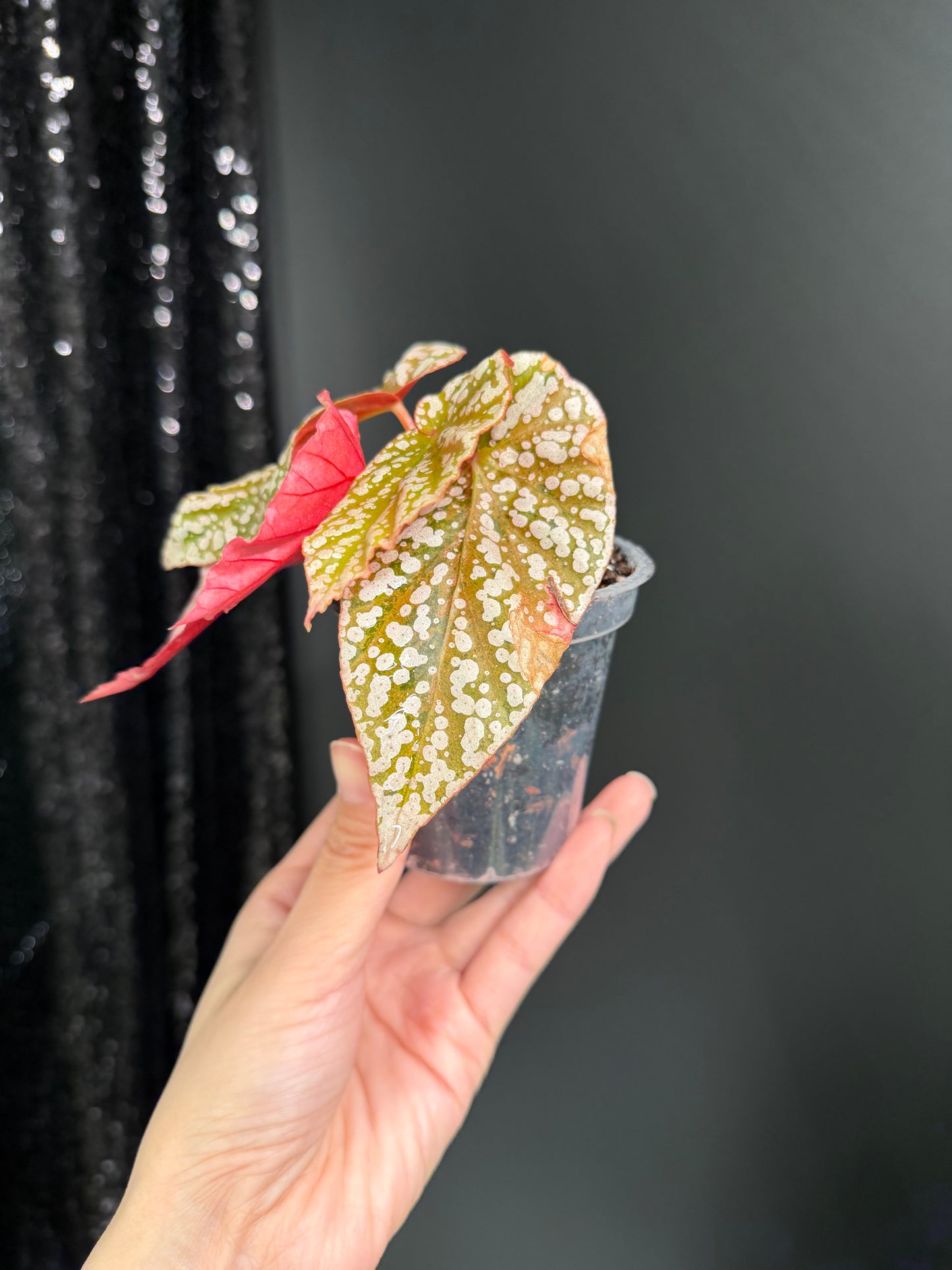 Begonia Snow Capped Variegated