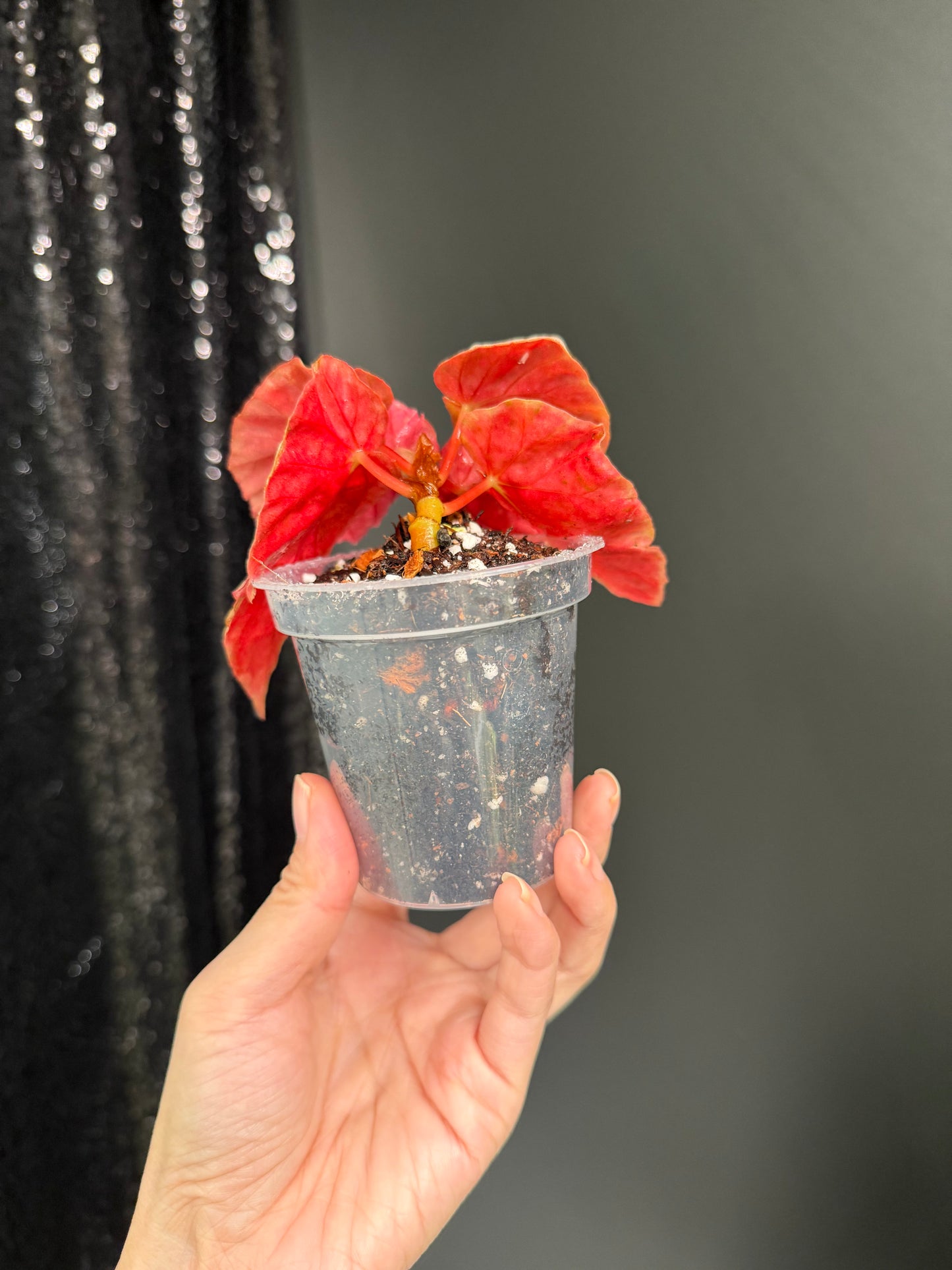 Begonia Snow Capped Variegated