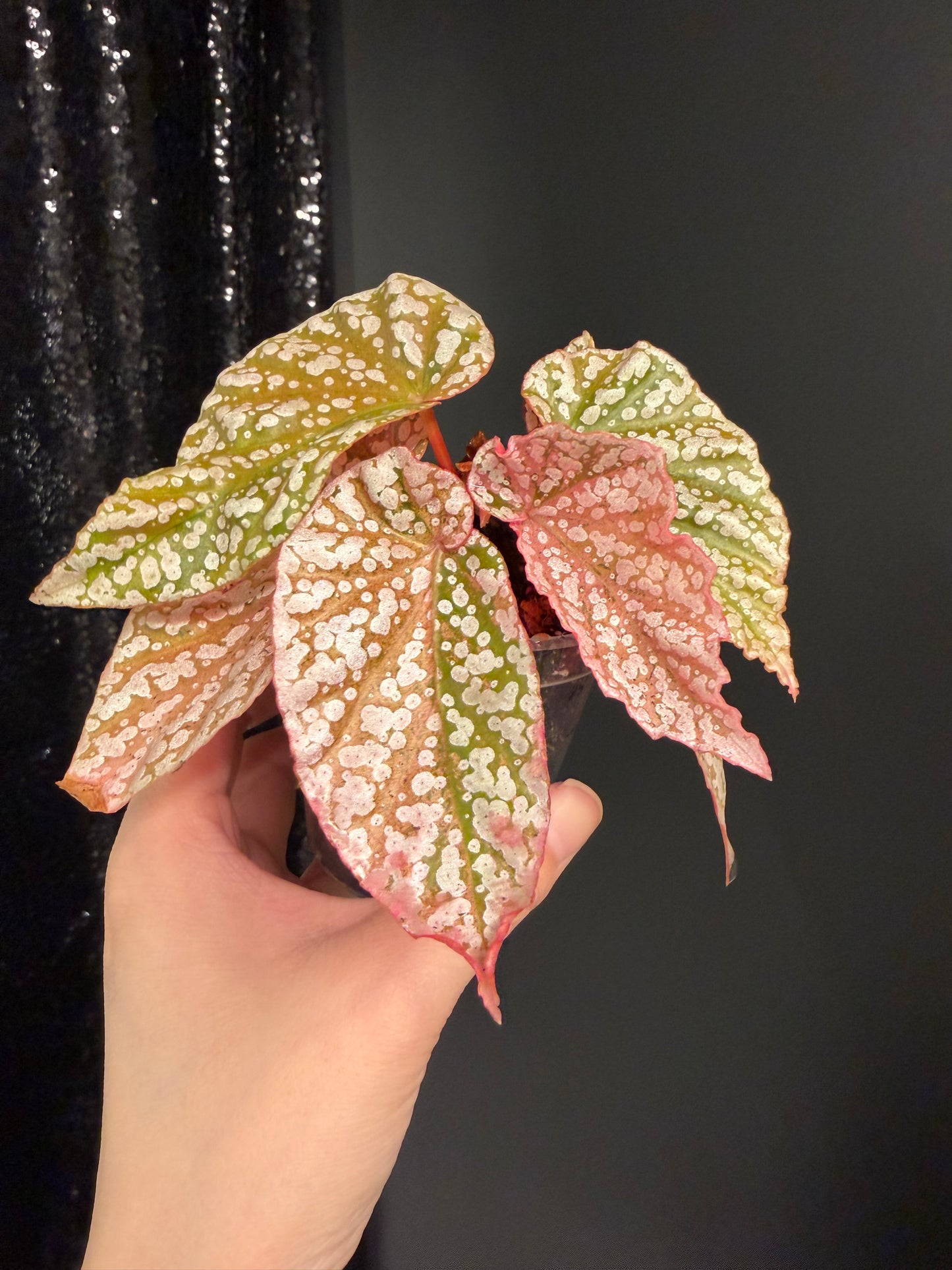 Begonia Snow Capped Variegated