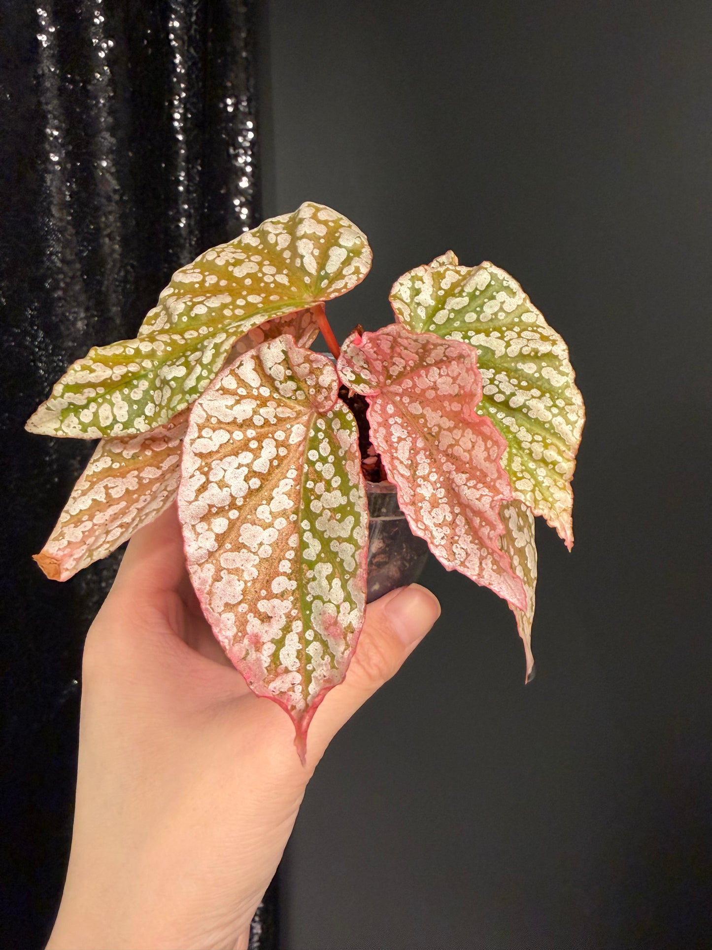Begonia Snow Capped Variegated