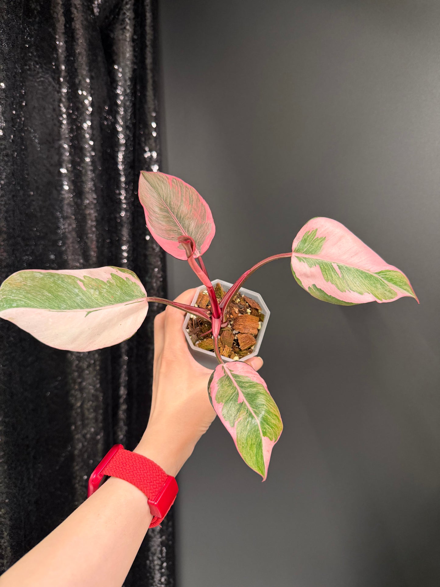 Philodendron Pink Princess Mutation