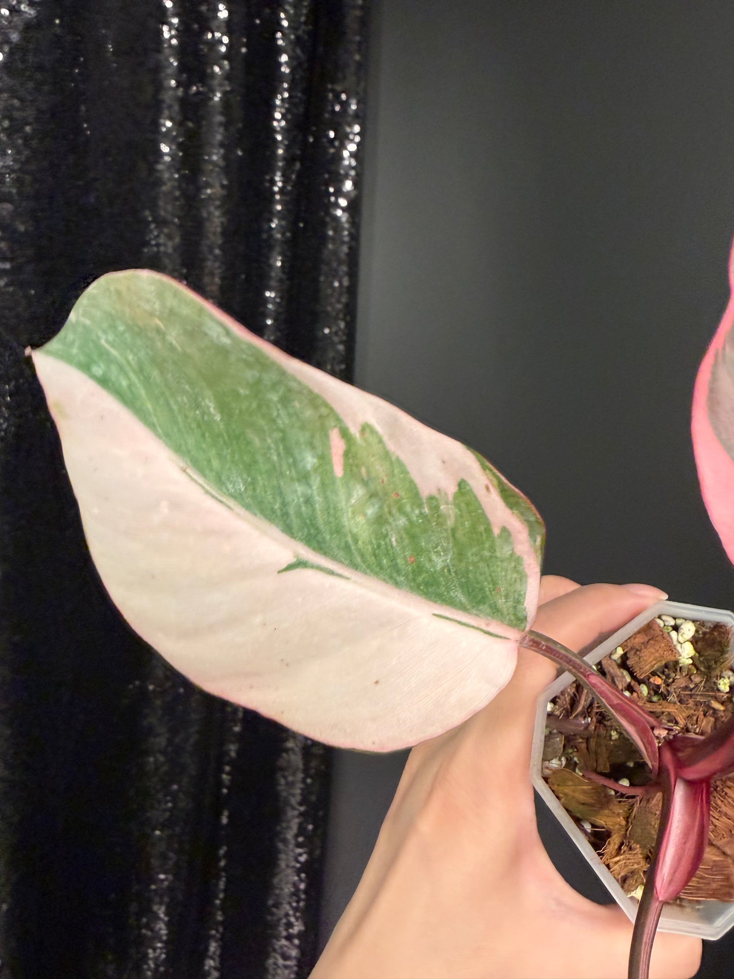 Philodendron Pink Princess Mutation