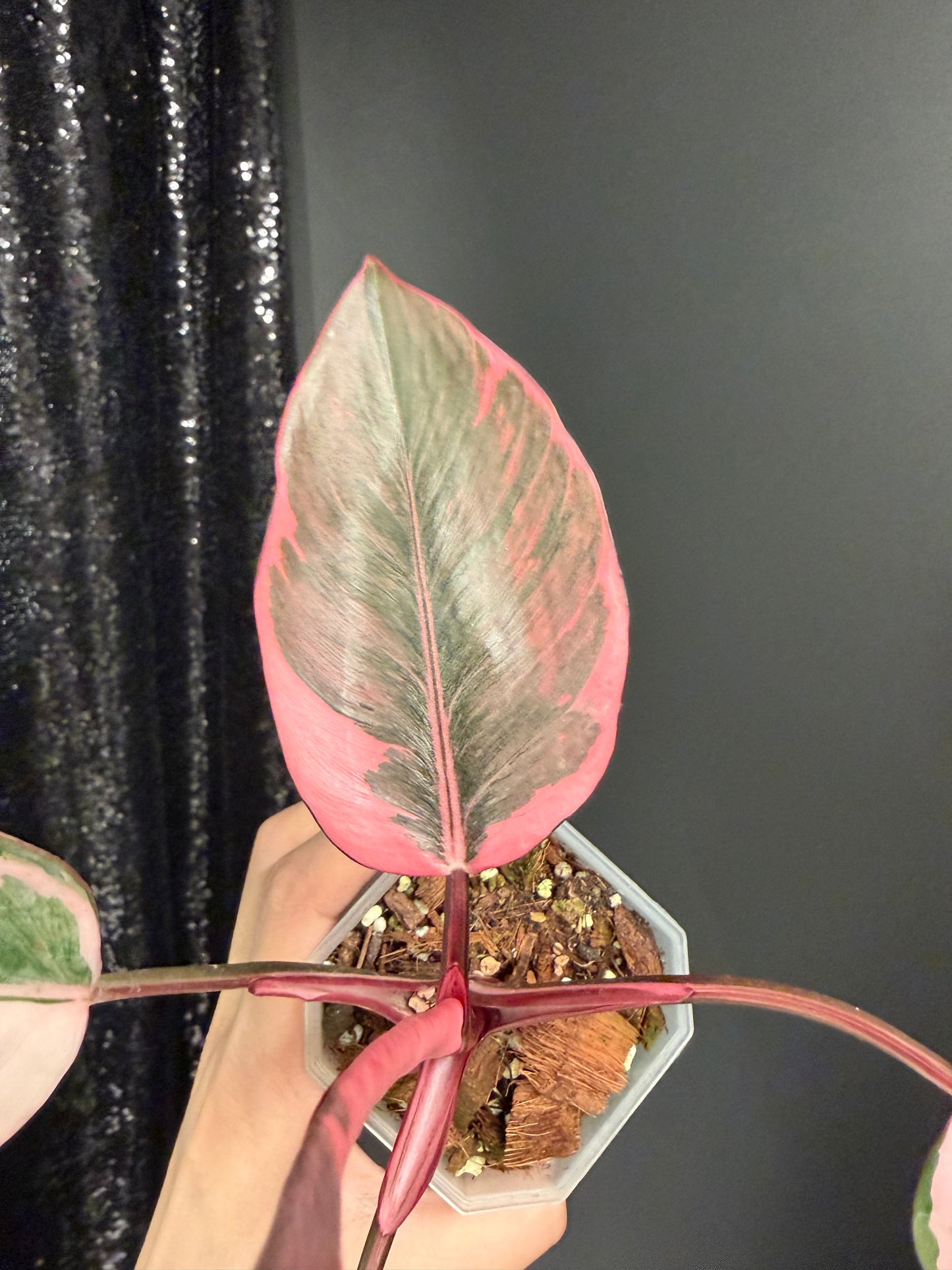Philodendron Pink Princess Mutation