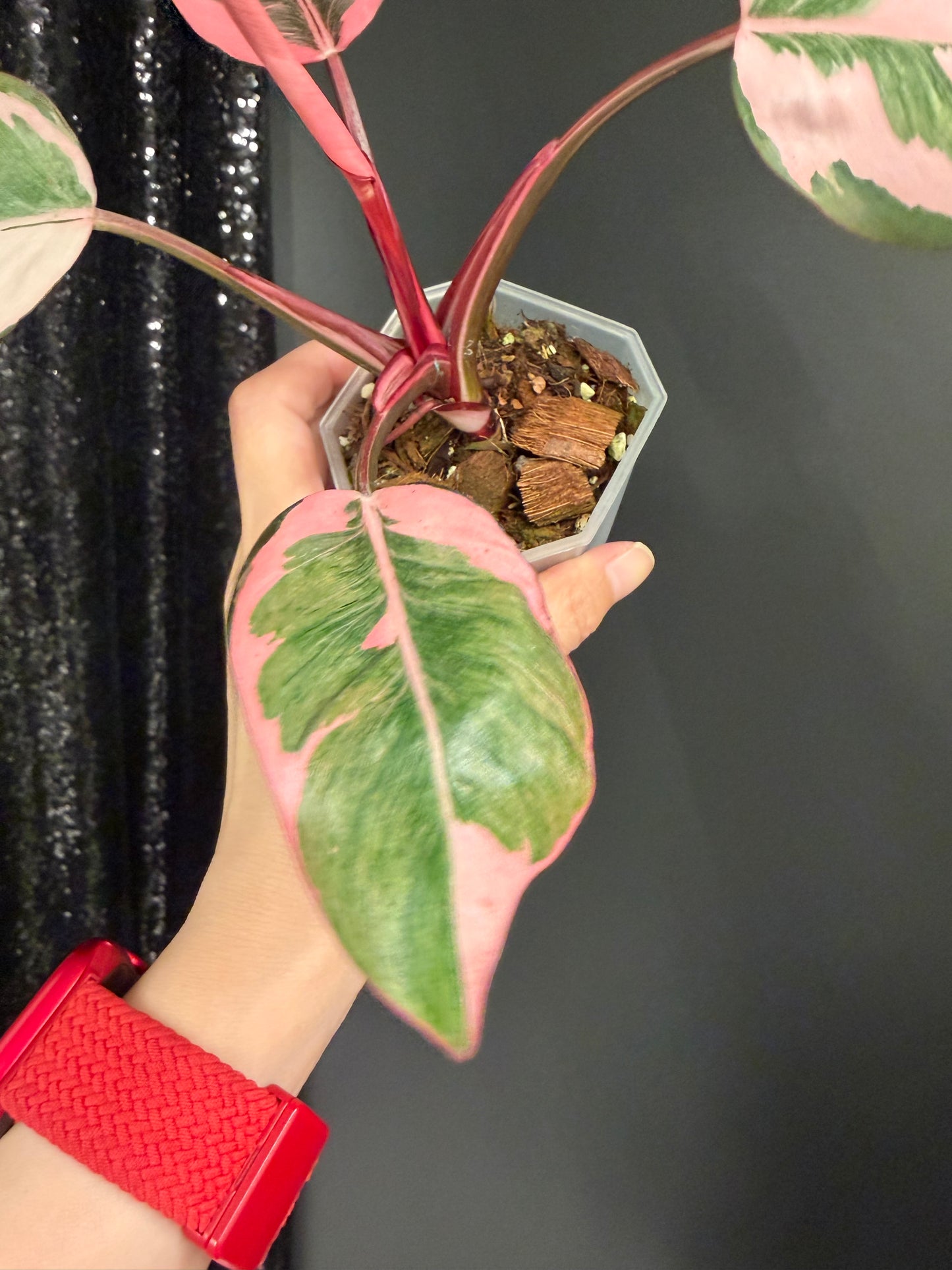 Philodendron Pink Princess Mutation