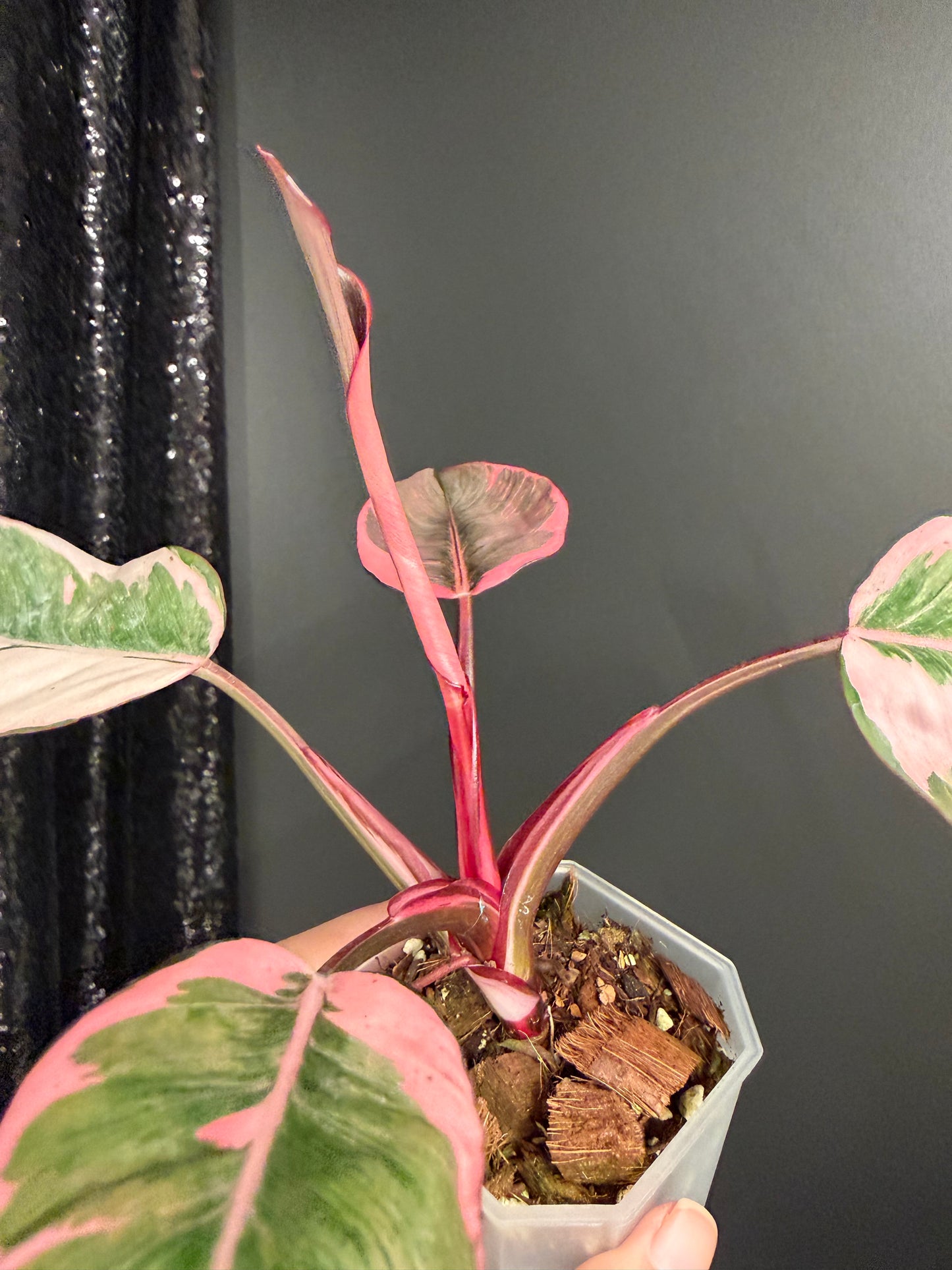 Philodendron Pink Princess Mutation