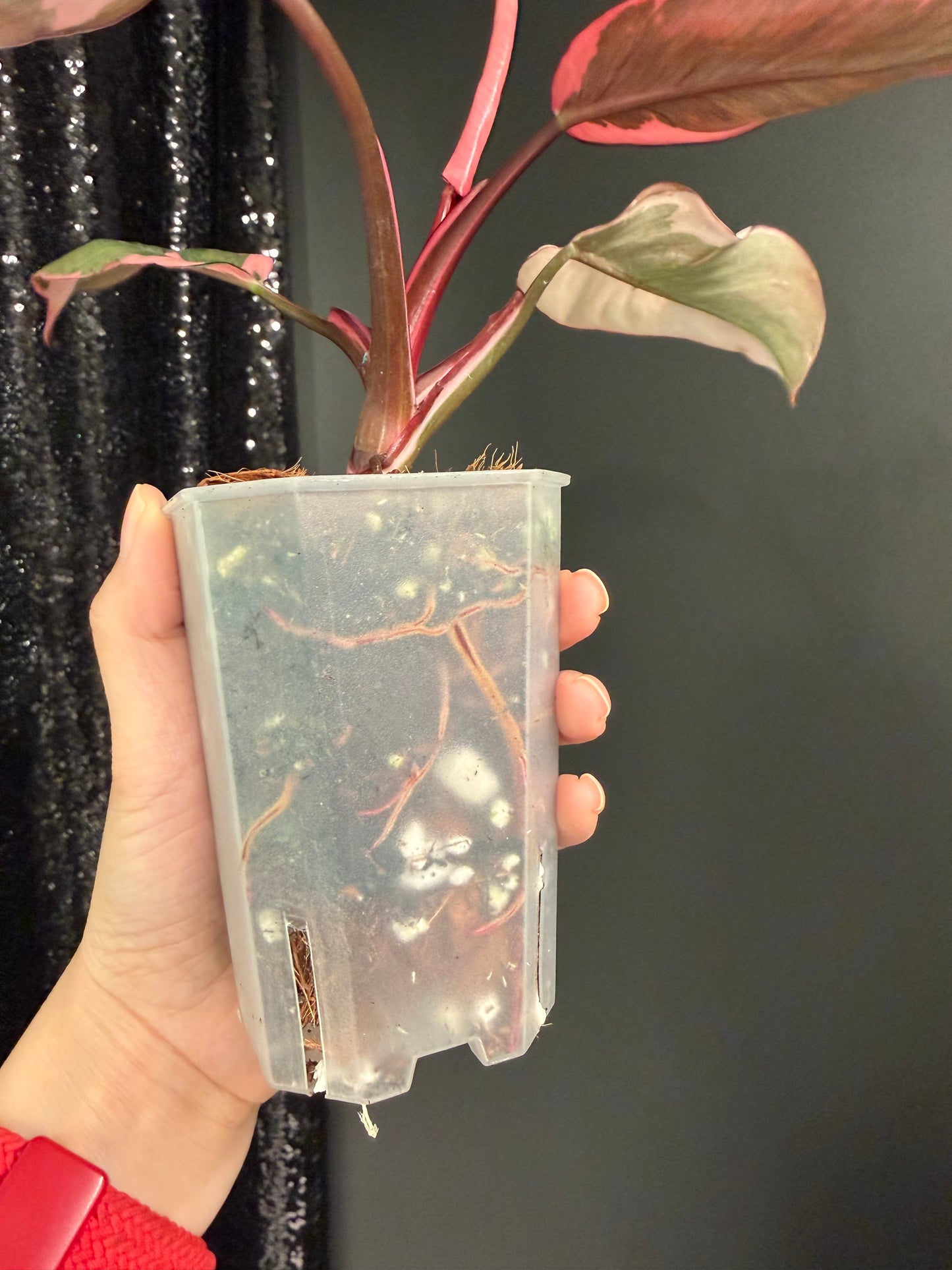 Philodendron Pink Princess Mutation