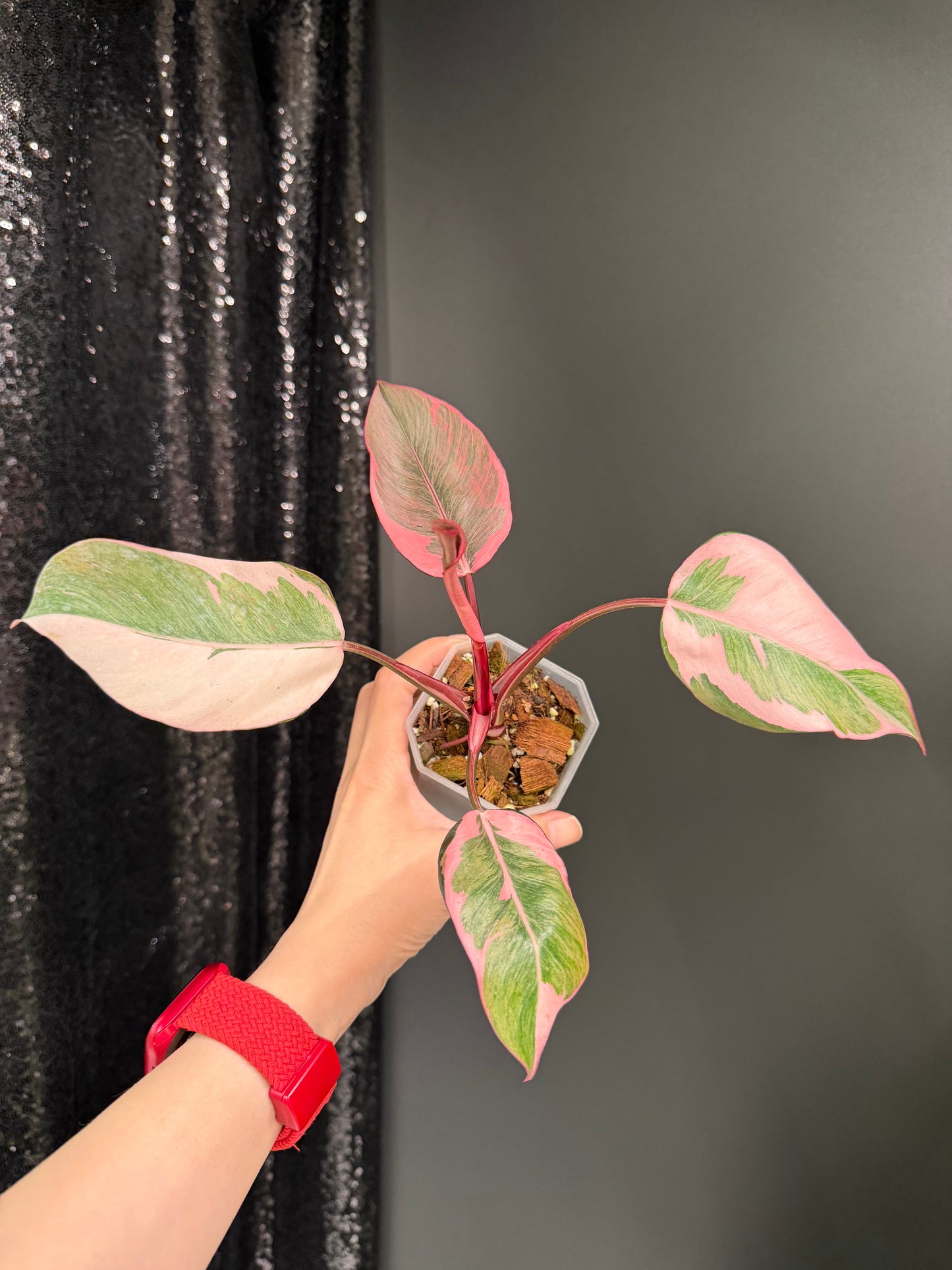 Philodendron Pink Princess Mutation