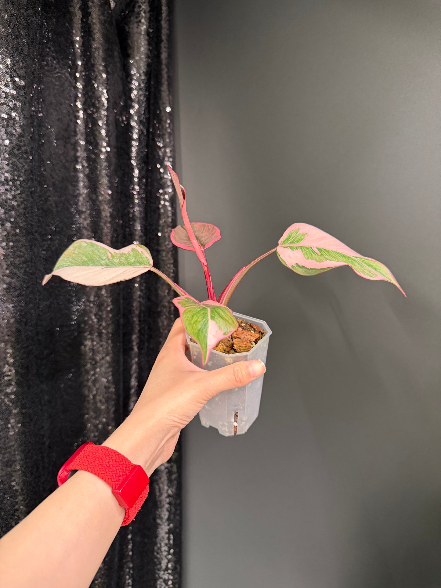 Philodendron Pink Princess Mutation