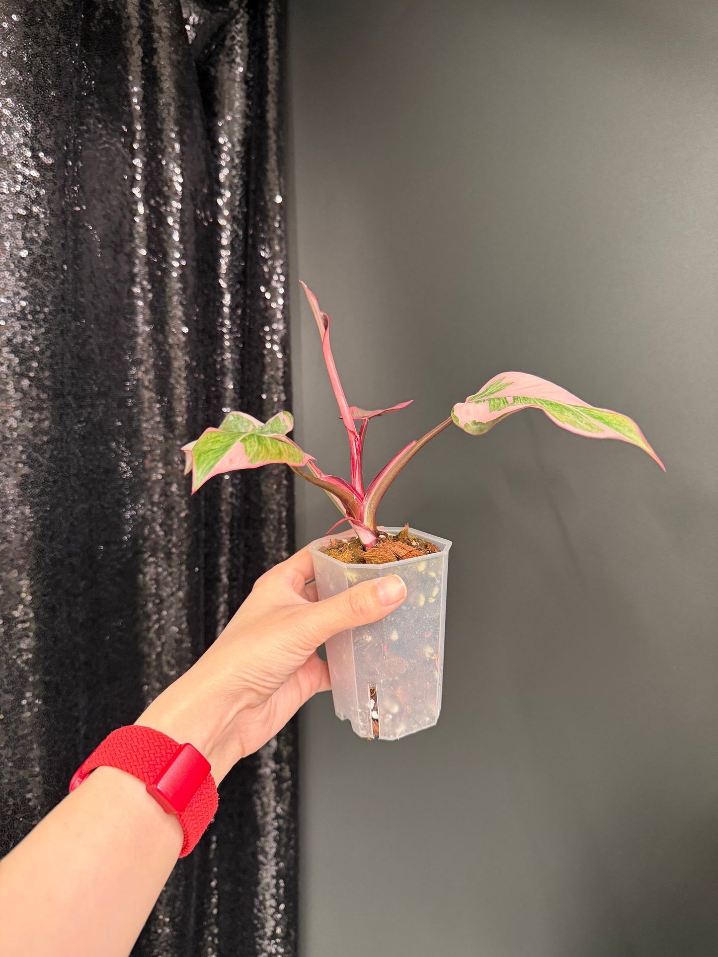 Philodendron Pink Princess Mutation