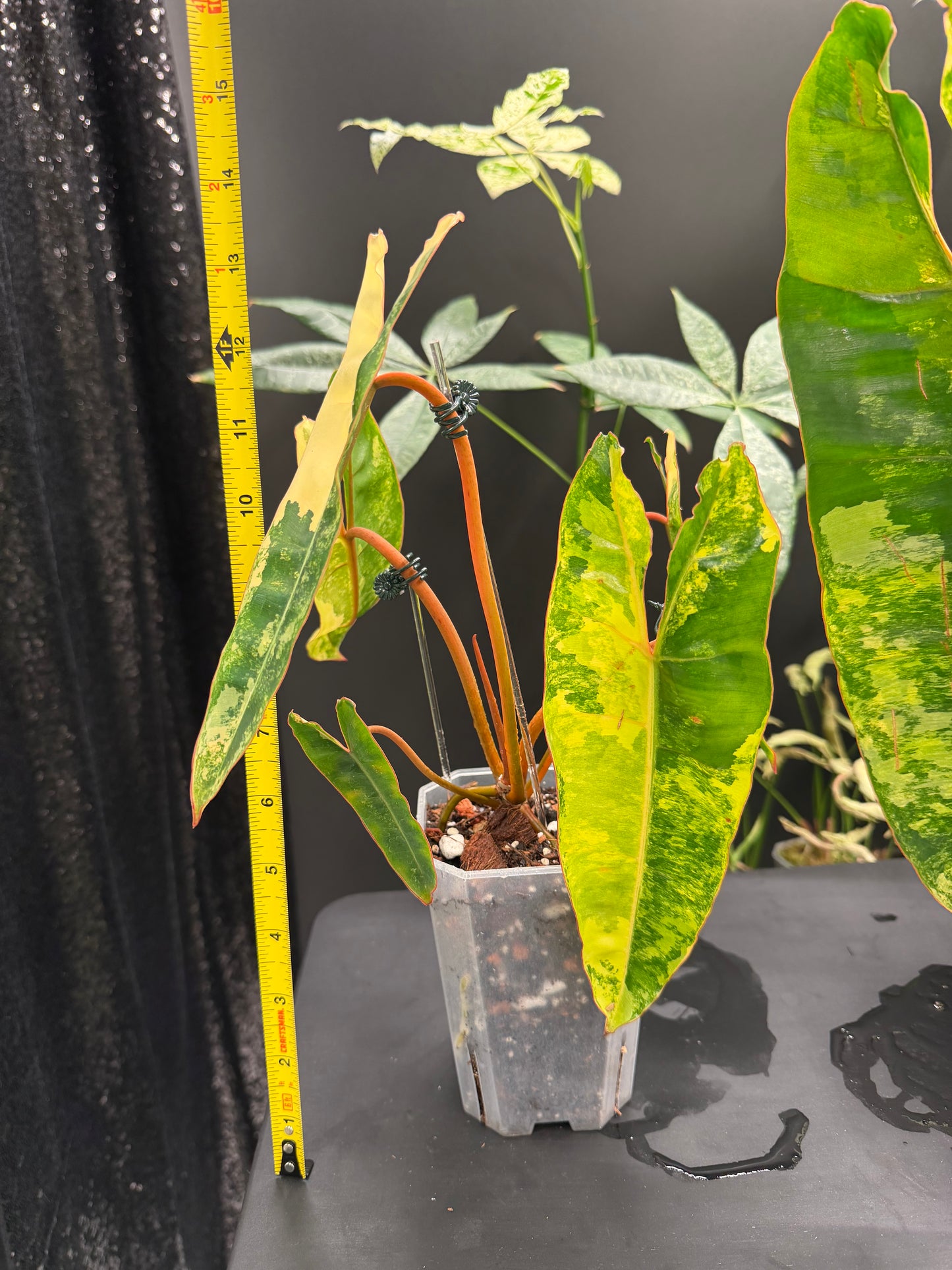 Philodendron Billietiae Variegated, Exact Plant