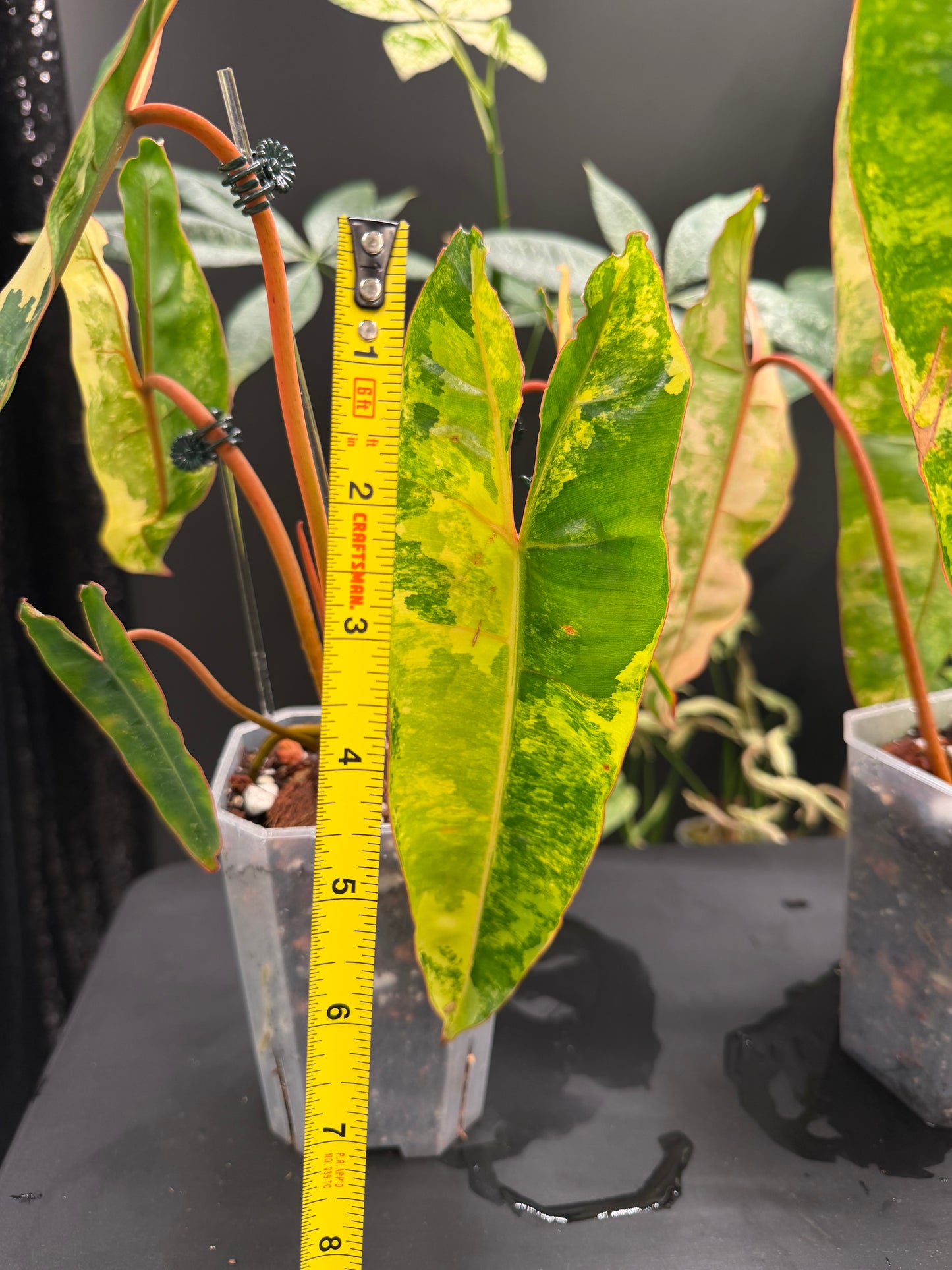 Philodendron Billietiae Variegated, Exact Plant