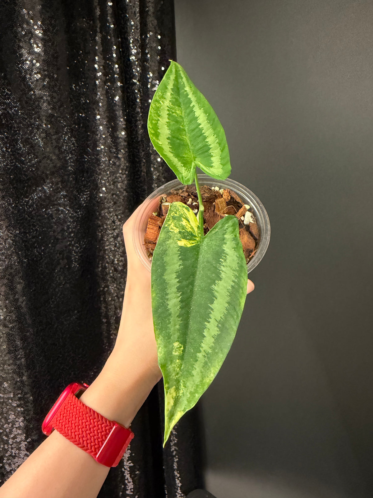 Homalomena Schismatoglottis Wallichii Variegated