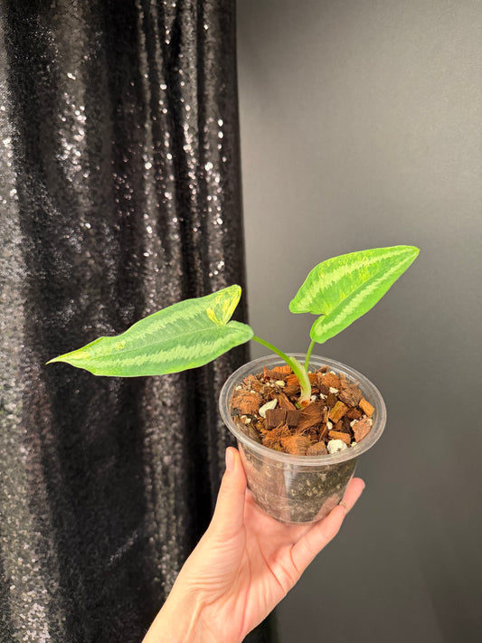 Homalomena Schismatoglottis Wallichii Variegated