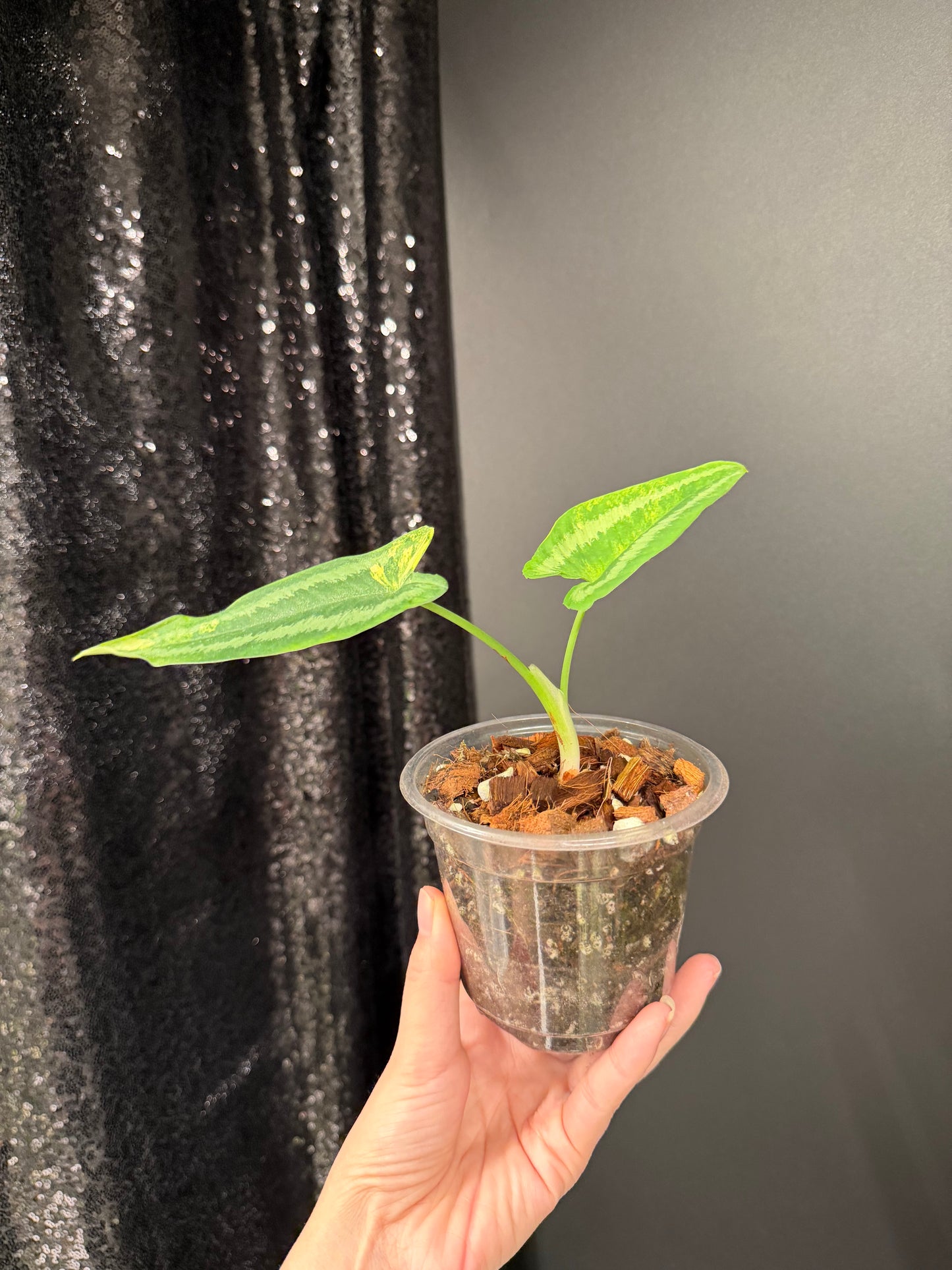 Homalomena Schismatoglottis Wallichii Variegated