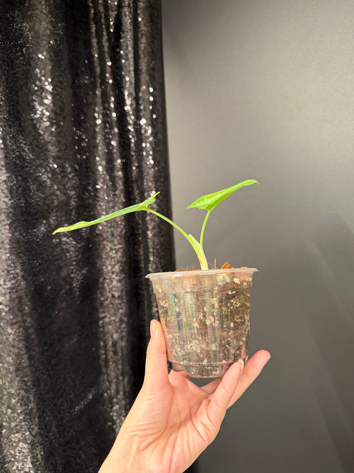 Homalomena Schismatoglottis Wallichii Variegated