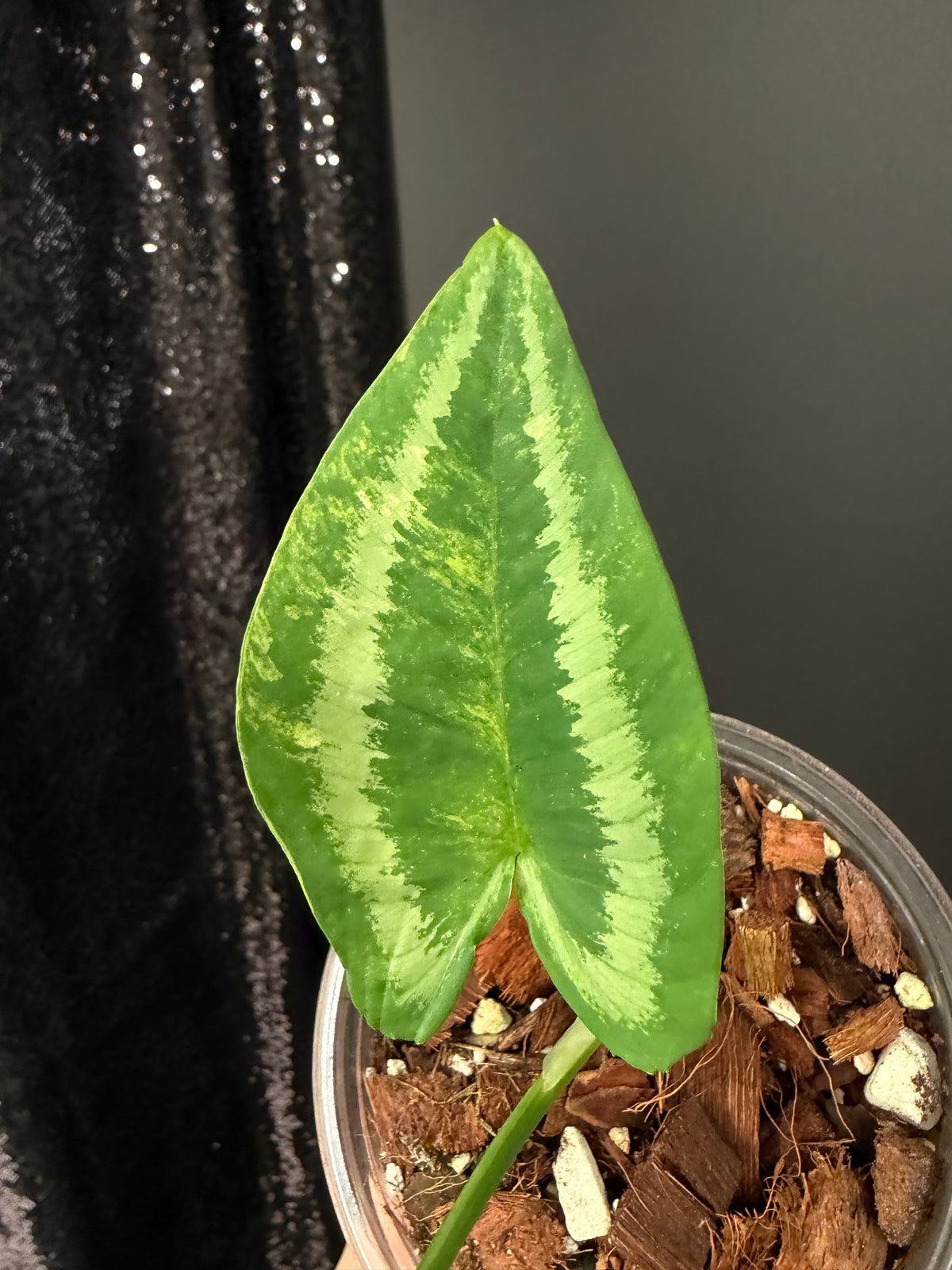 Homalomena Schismatoglottis Wallichii Variegated