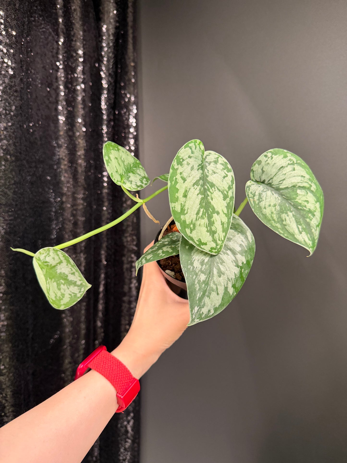 Scindapsus Army, Large Dark Green Leaf, Trailing Plant