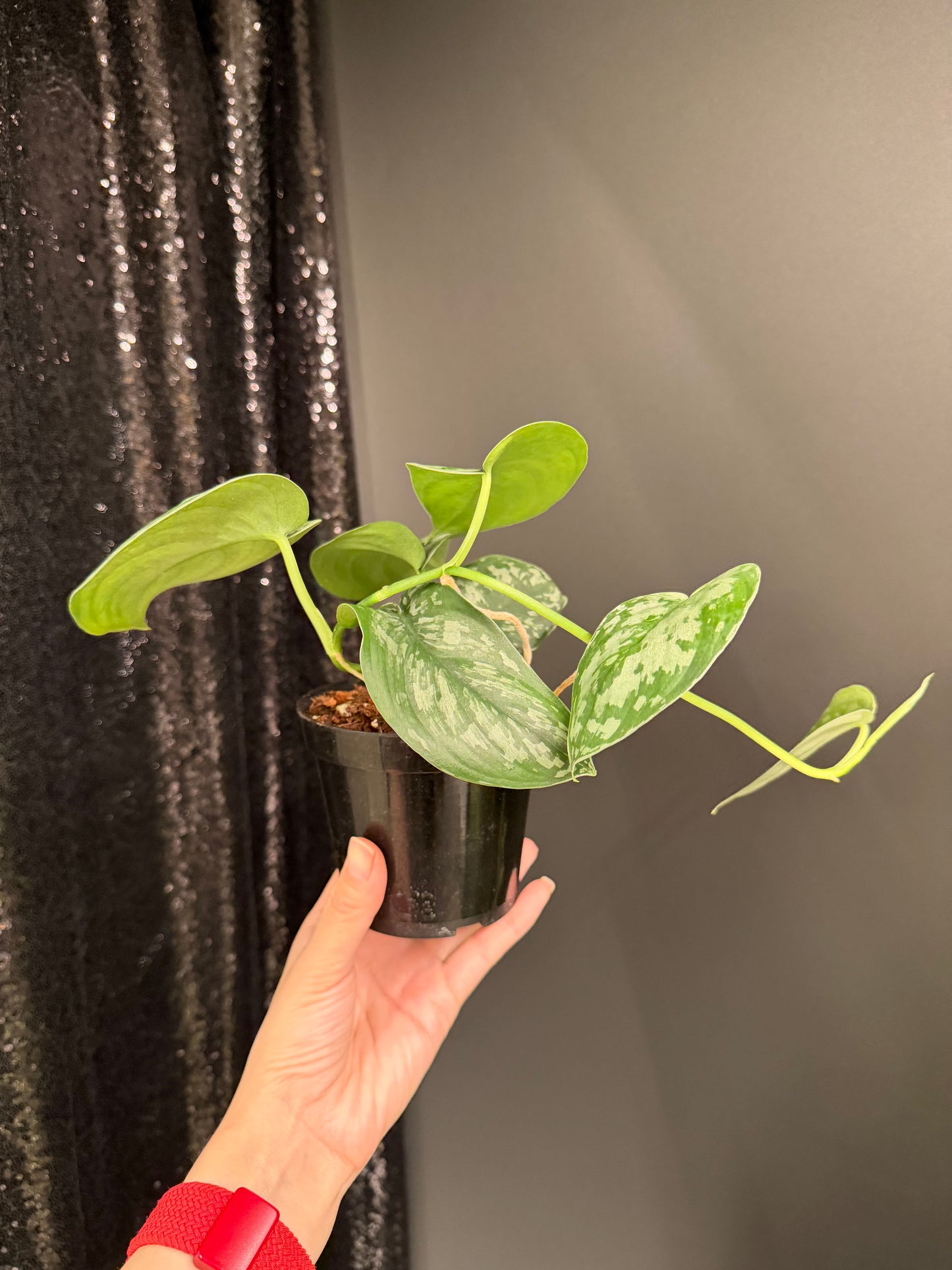 Scindapsus Army, Large Dark Green Leaf, Trailing Plant