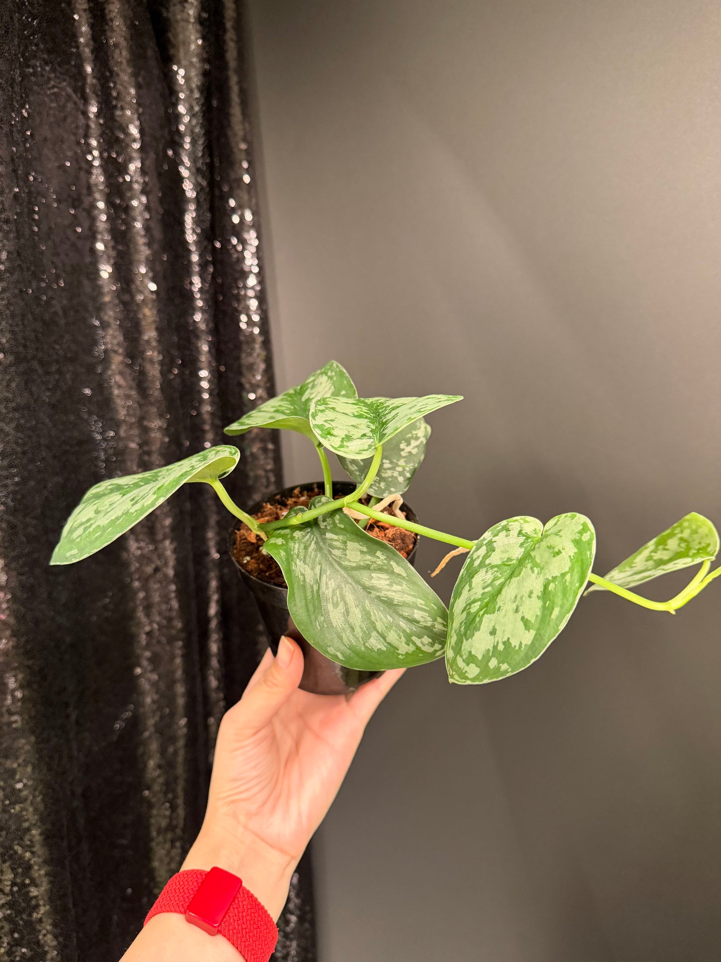 Scindapsus Army, Large Dark Green Leaf, Trailing Plant