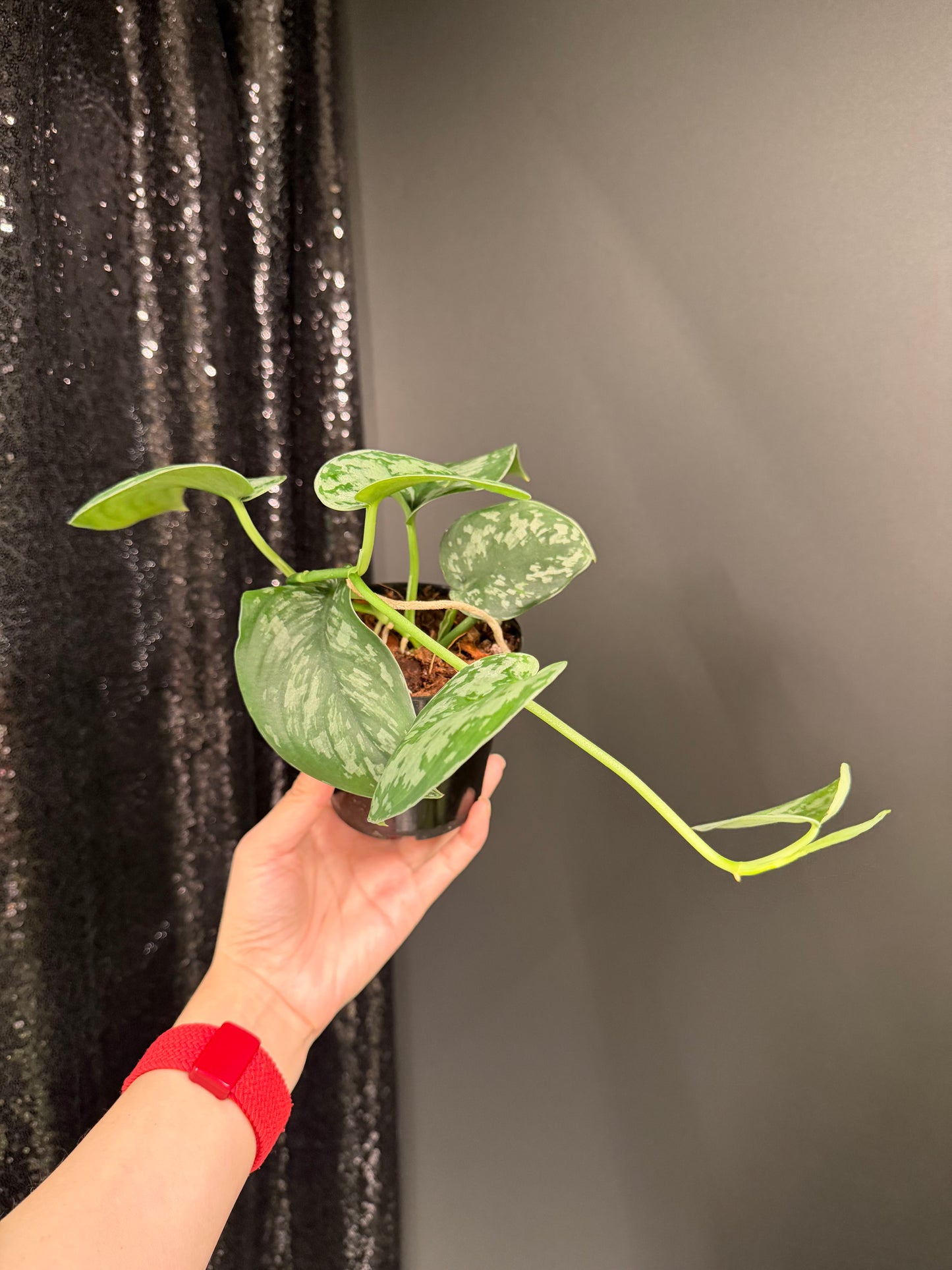 Scindapsus Army, Large Dark Green Leaf, Trailing Plant