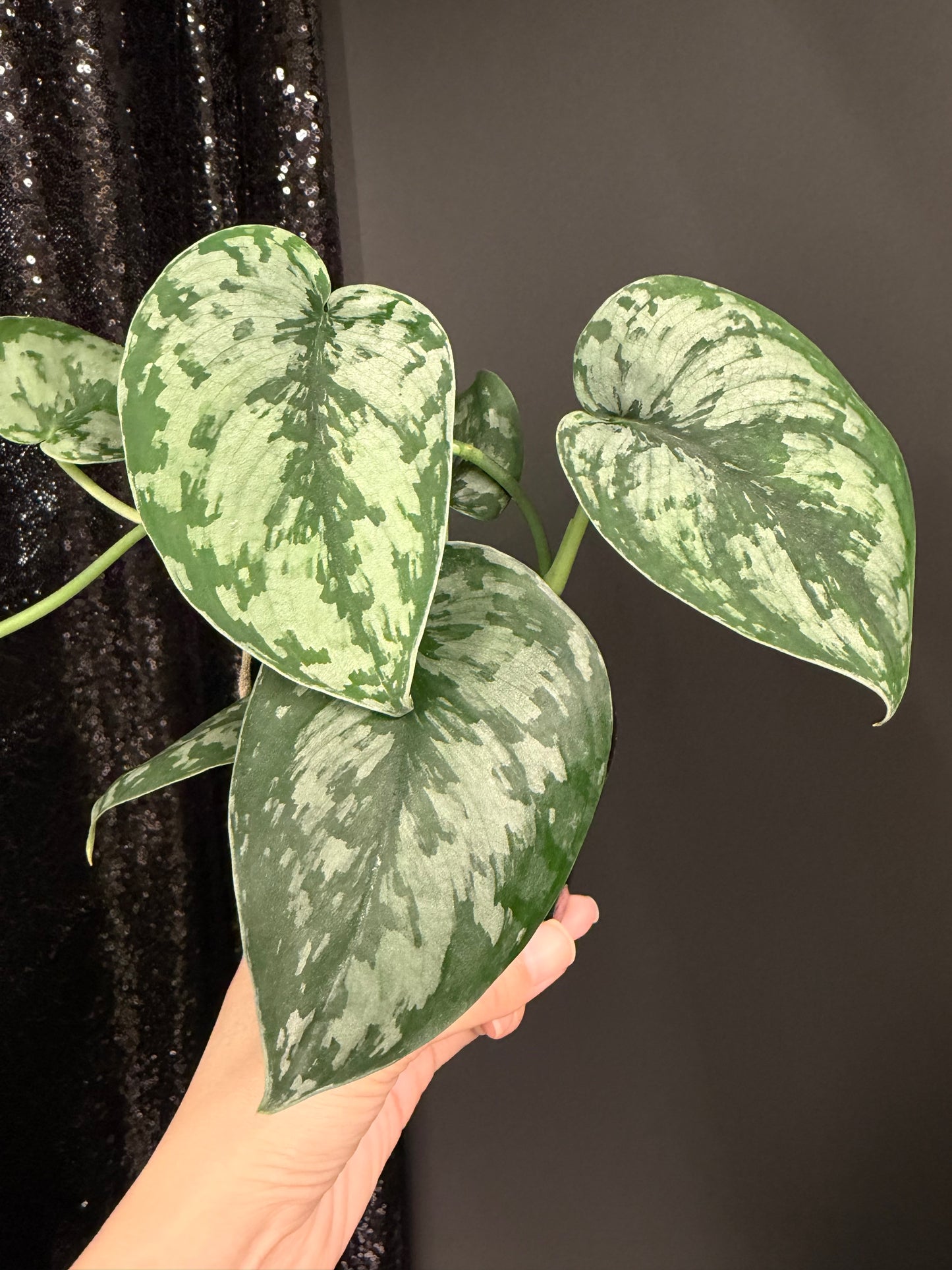 Scindapsus Army, Large Dark Green Leaf, Trailing Plant