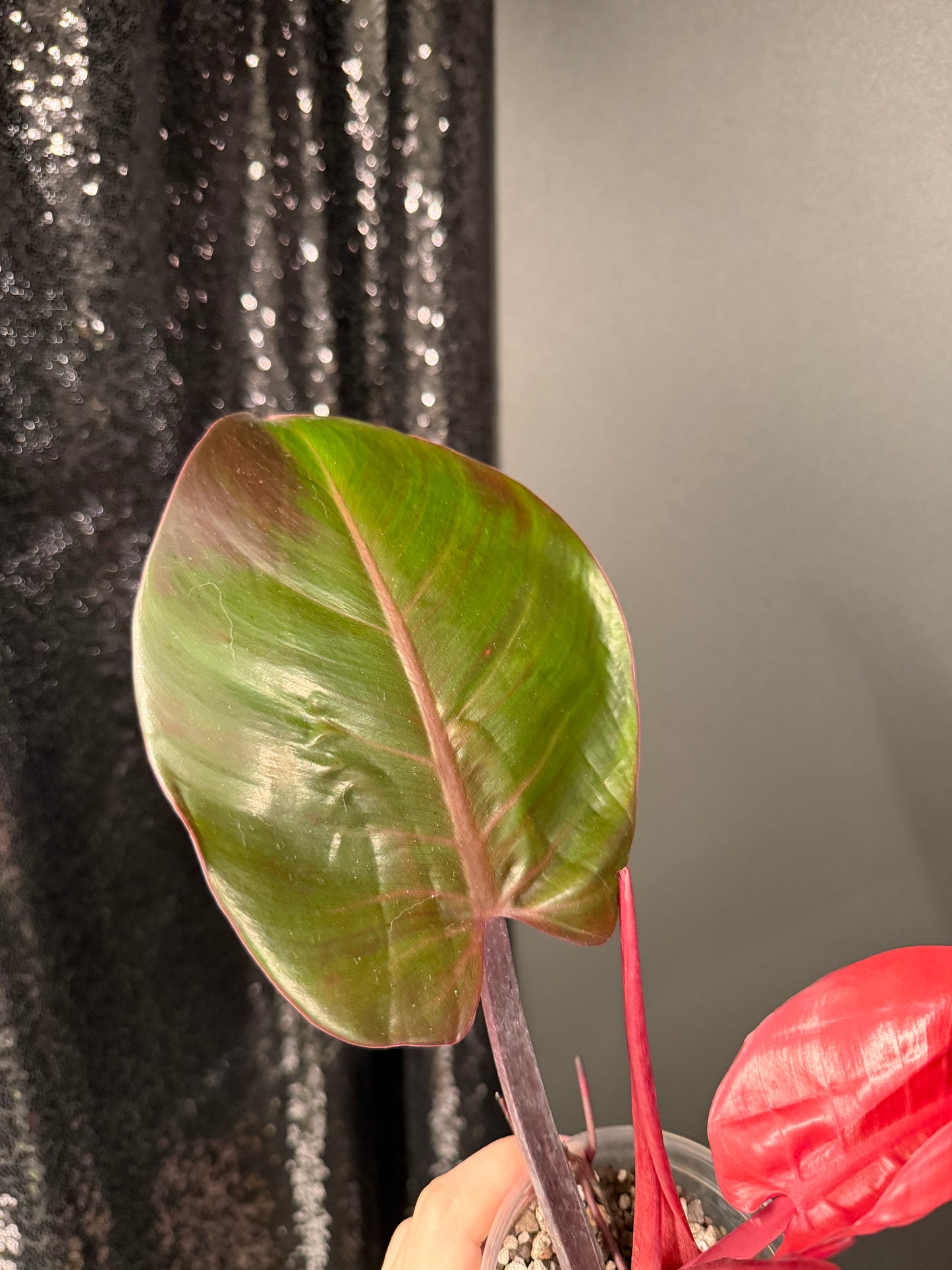 Philodendron Red Moon